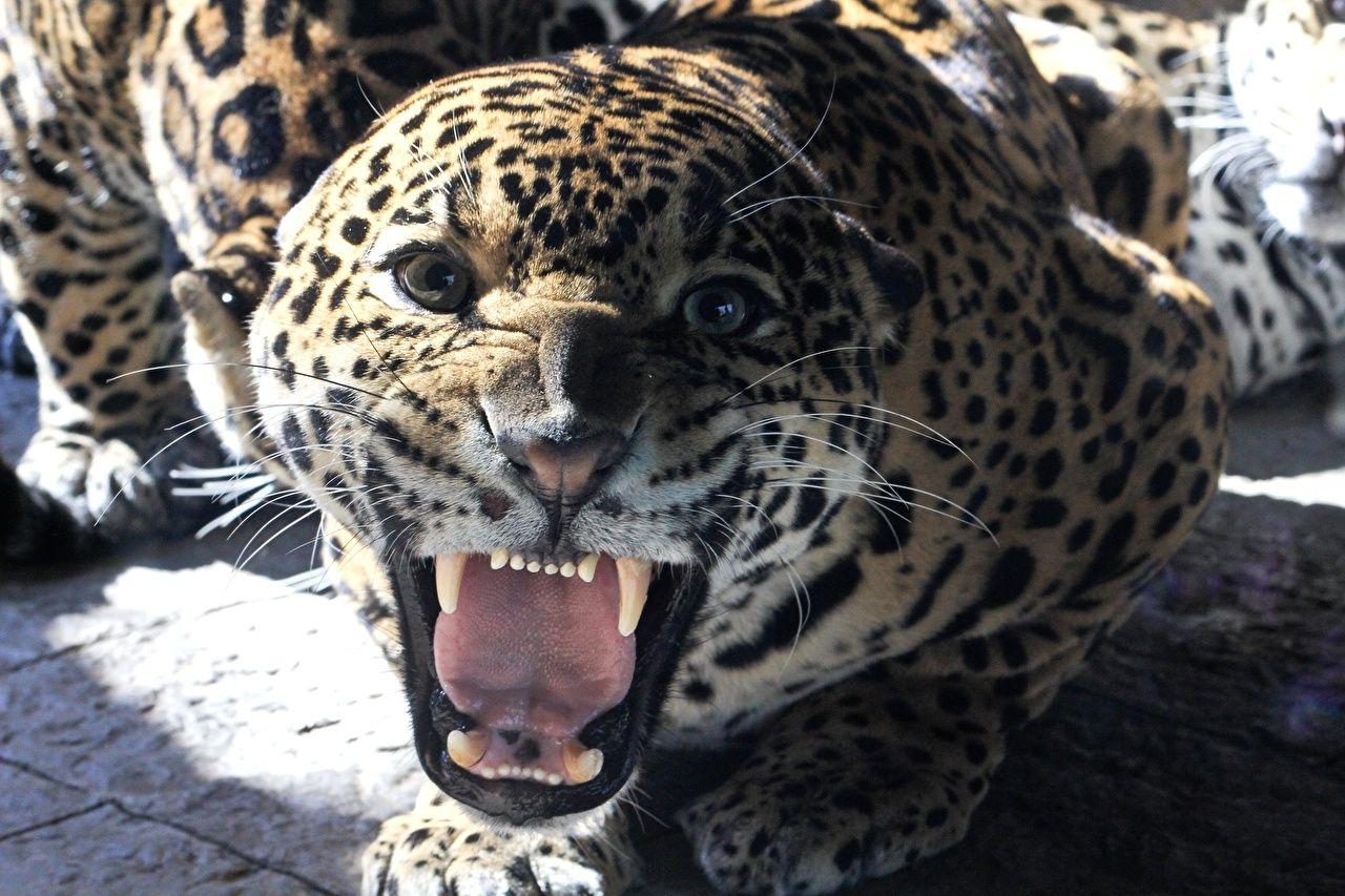 Angry Jaguar Wallpapers Top Free Angry Jaguar Backgrounds