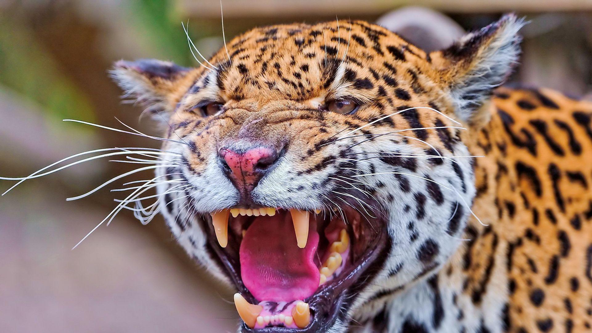 Angry Jaguar Wallpapers - Top Free Angry Jaguar Backgrounds 