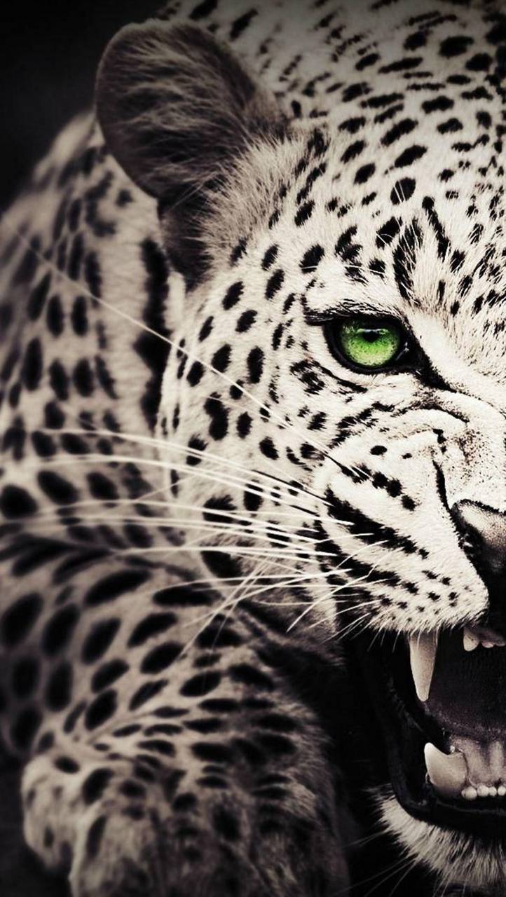 Angry Jaguar Wallpapers - Top Free Angry Jaguar Backgrounds ...