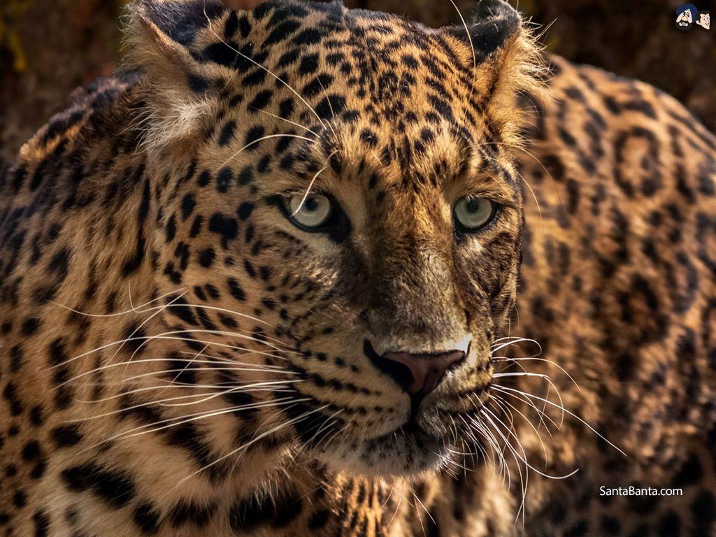 1024x768 Wallpaper. HD Wallpaper. Ultra HD 4K Wallpaper for Desktop & Mobiles