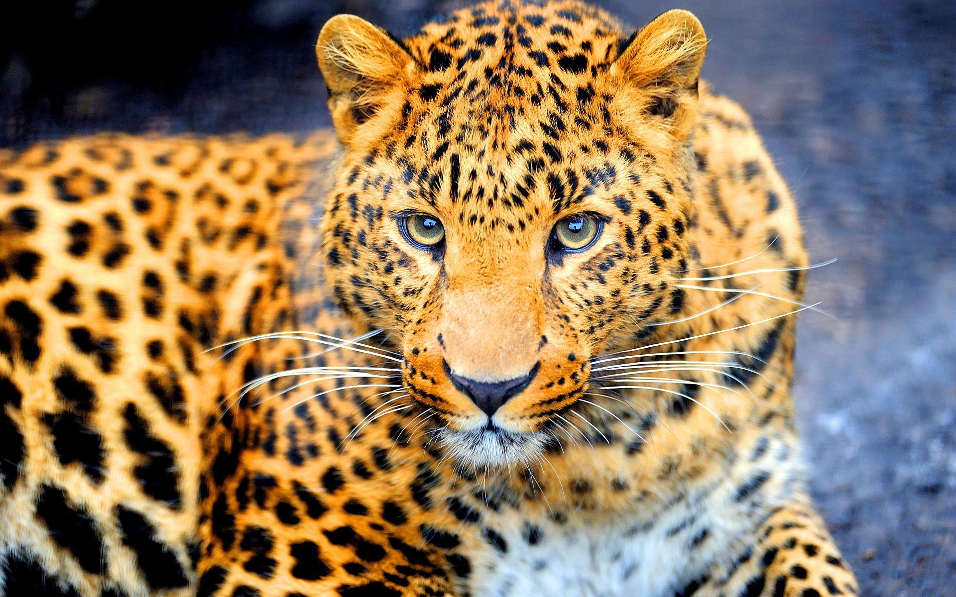 1920x1200 Black jaguar animal search results. EskiPaper.com Cool Wallpaper