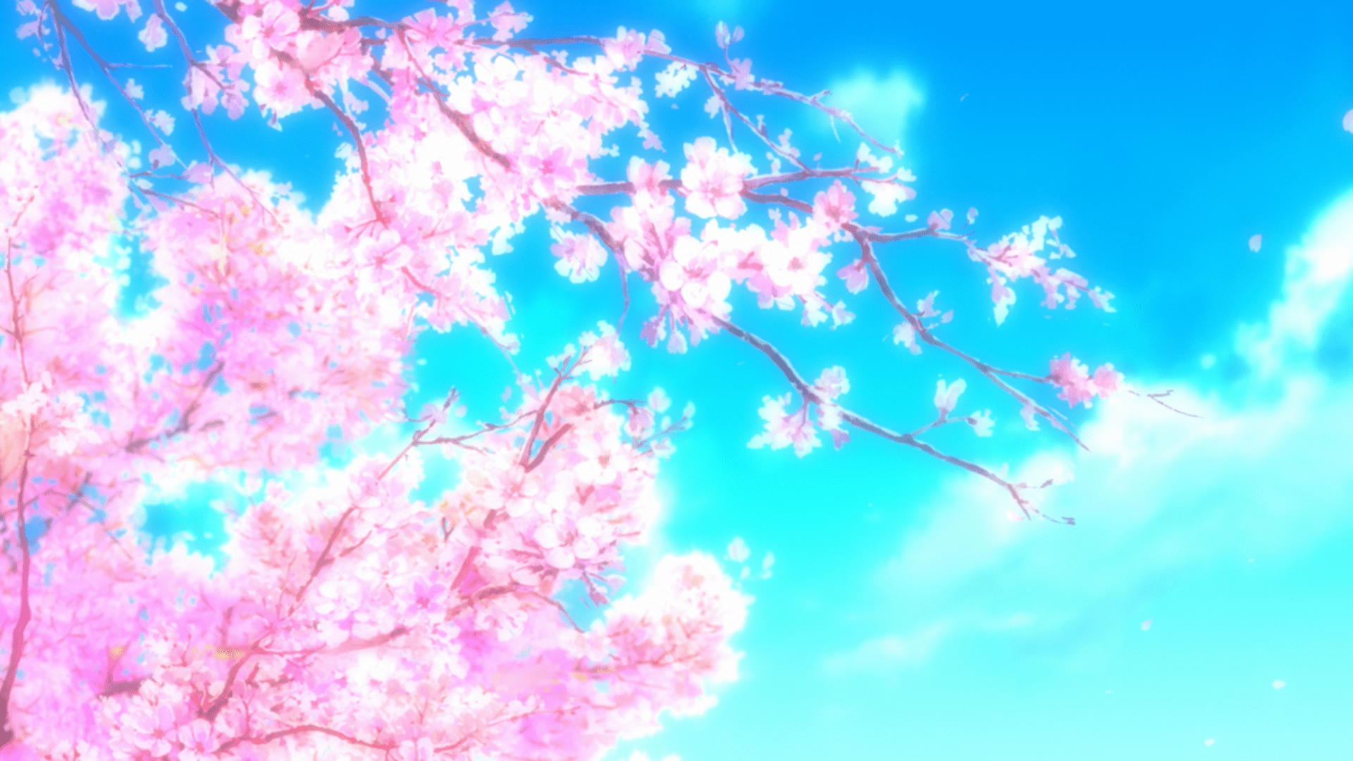 1920x1080 Anime Cherry Blossom Wallpaper