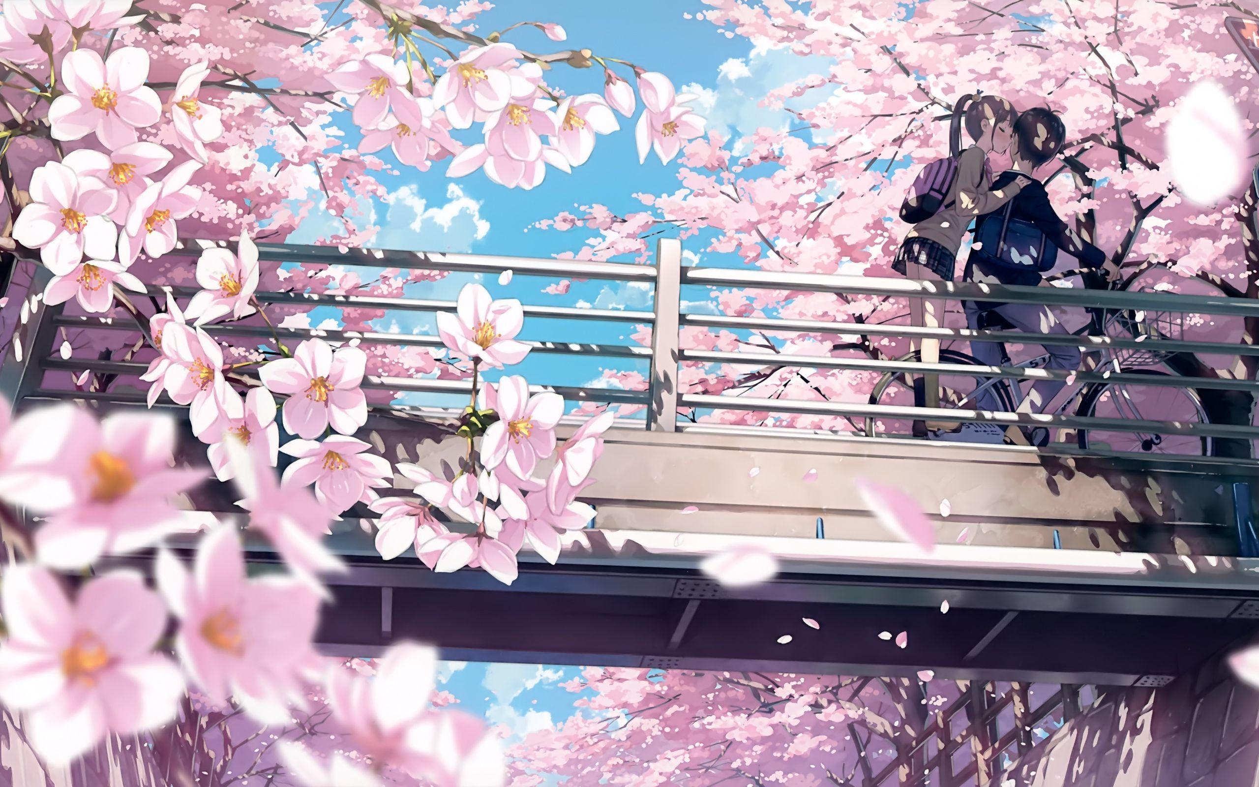 2560x1600 Anime Cherry Blossom 4k Wallpaper