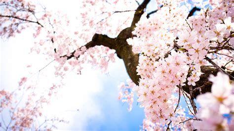 474x266 Anime Blossom Tree Background .