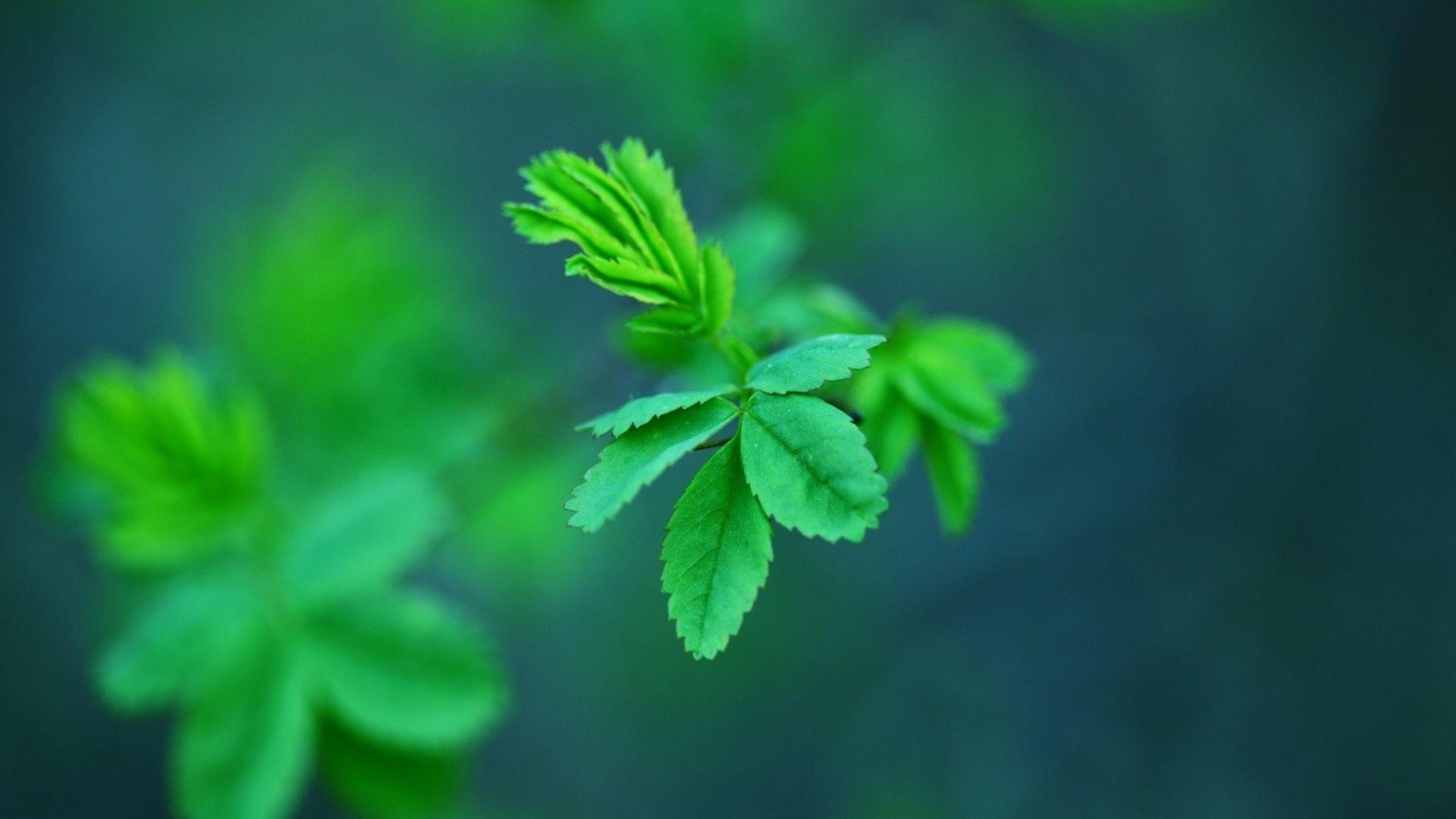 1920x1080 Mint Wallpaper
