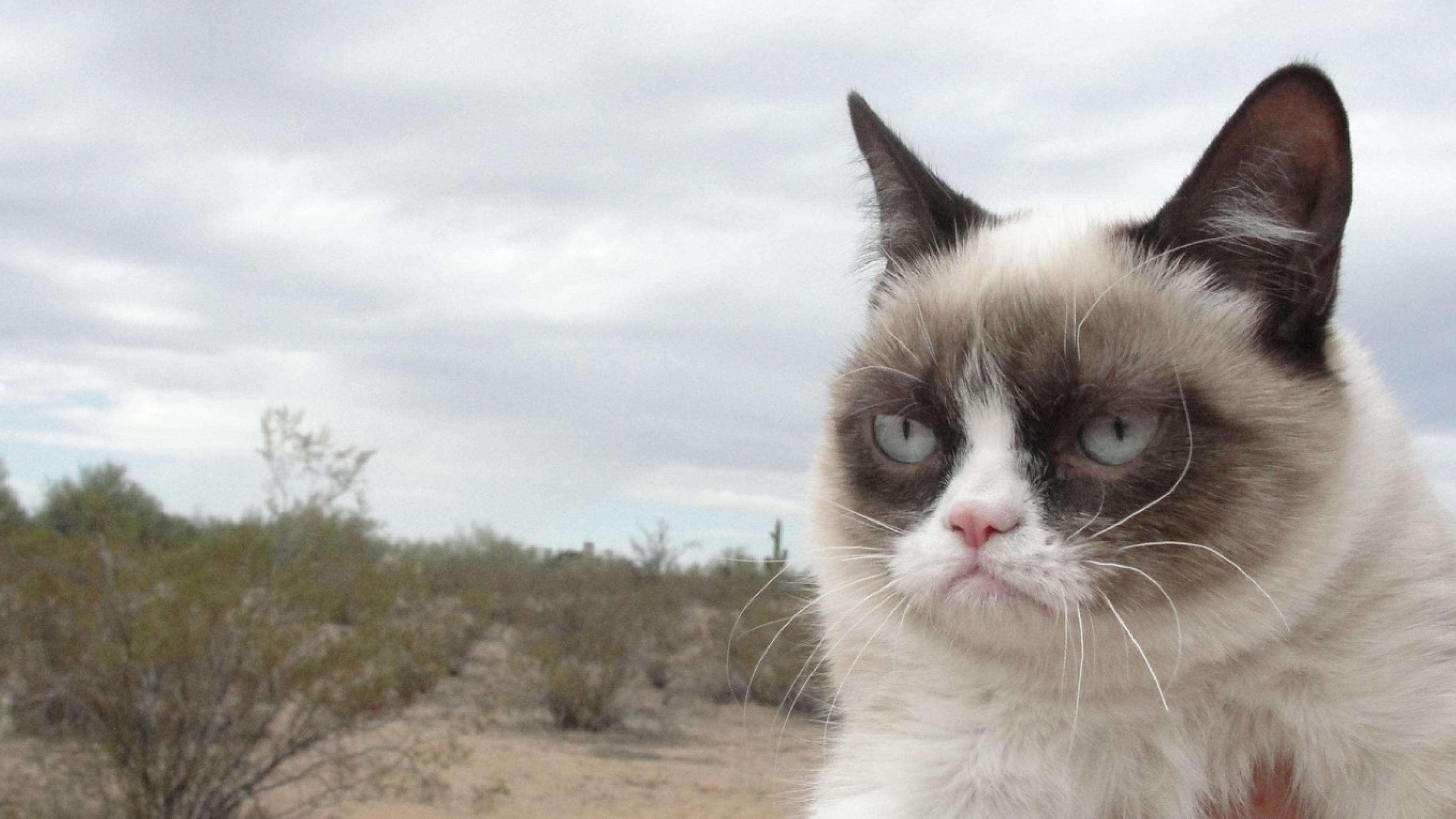 nope grumpy cat