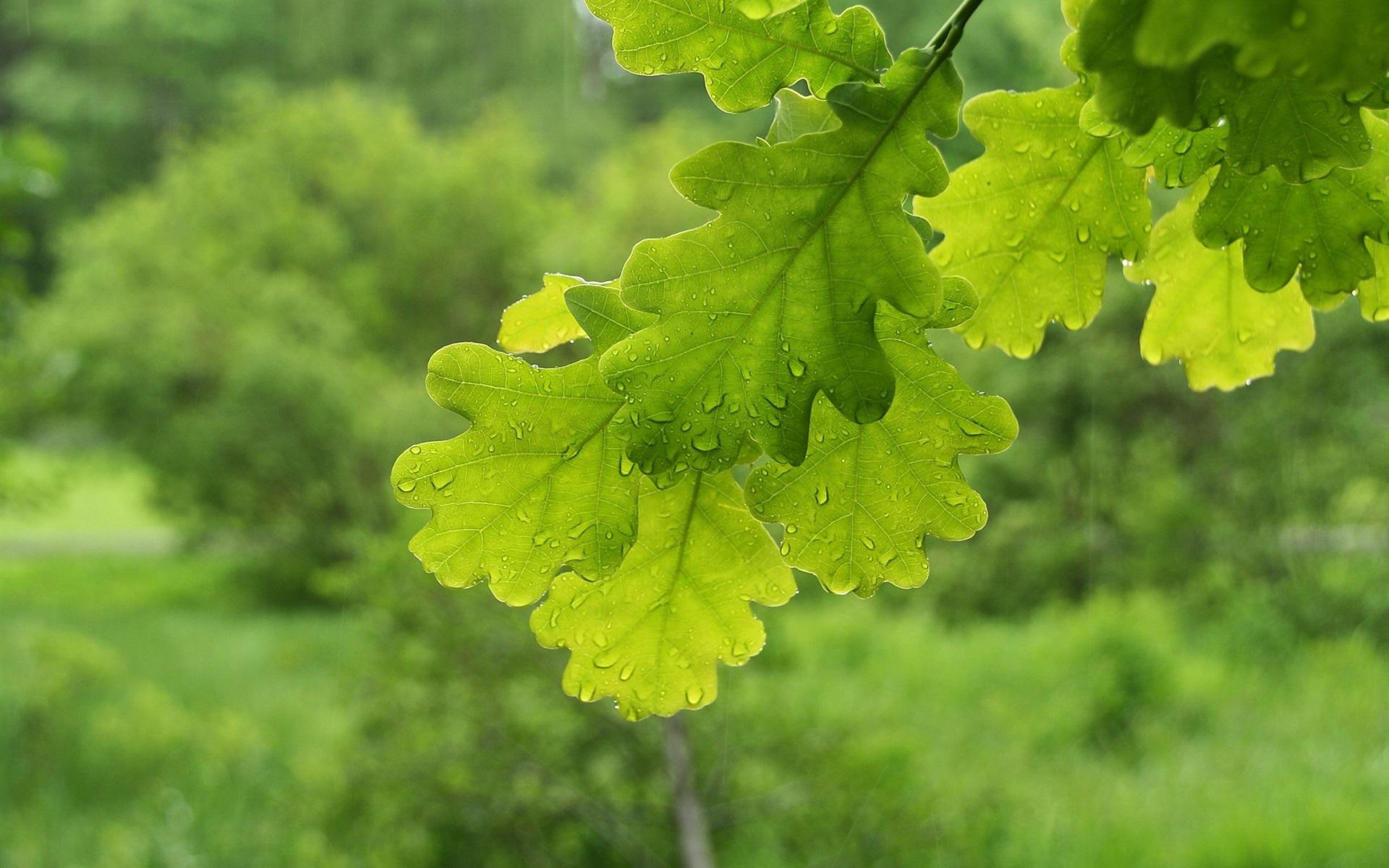 Oak Leaf Wallpapers - Top Free Oak Leaf Backgrounds - WallpaperAccess