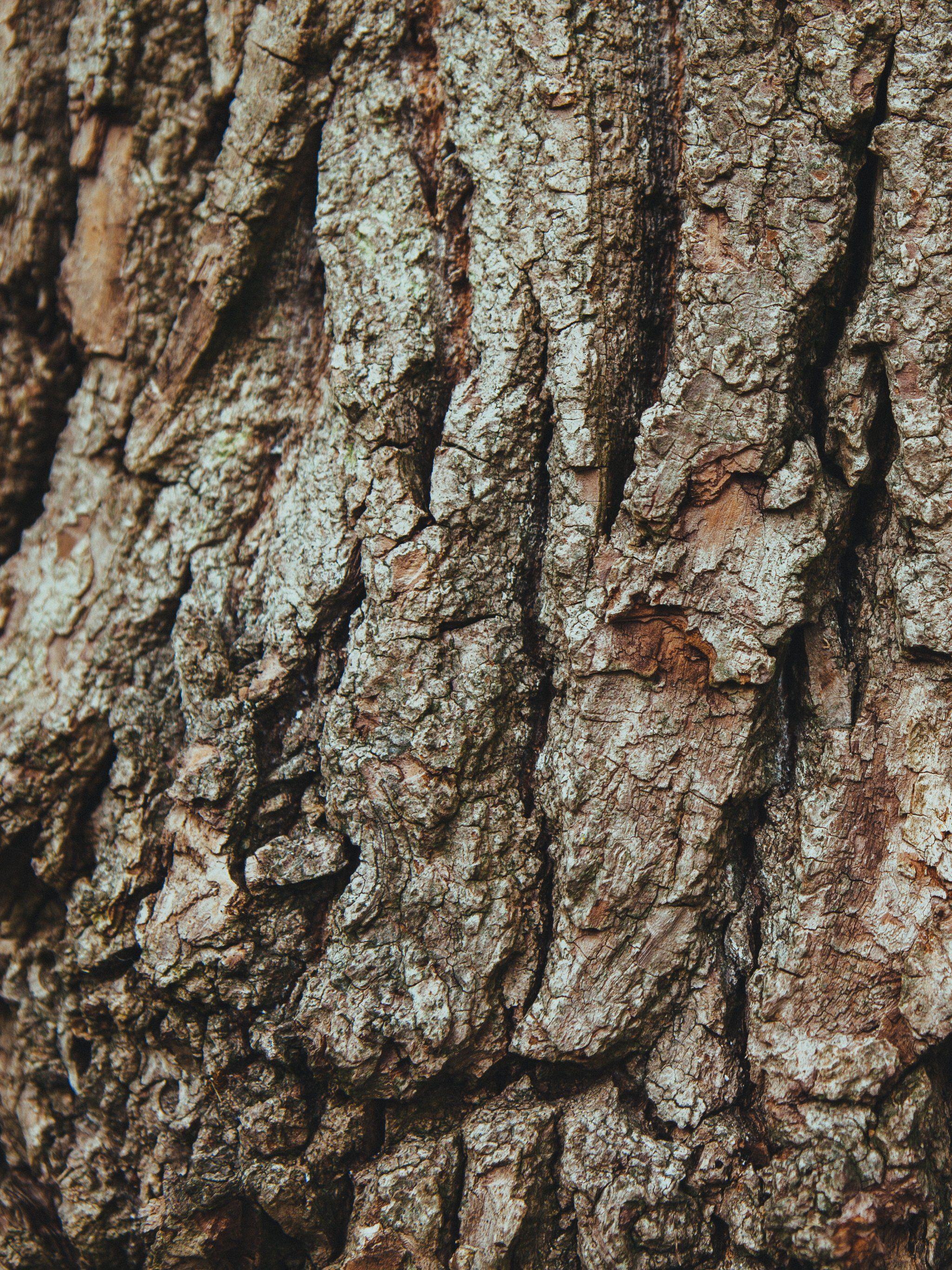 2048x2732 Bark on Oak Tree Wallpaper, Android & Desktop Background