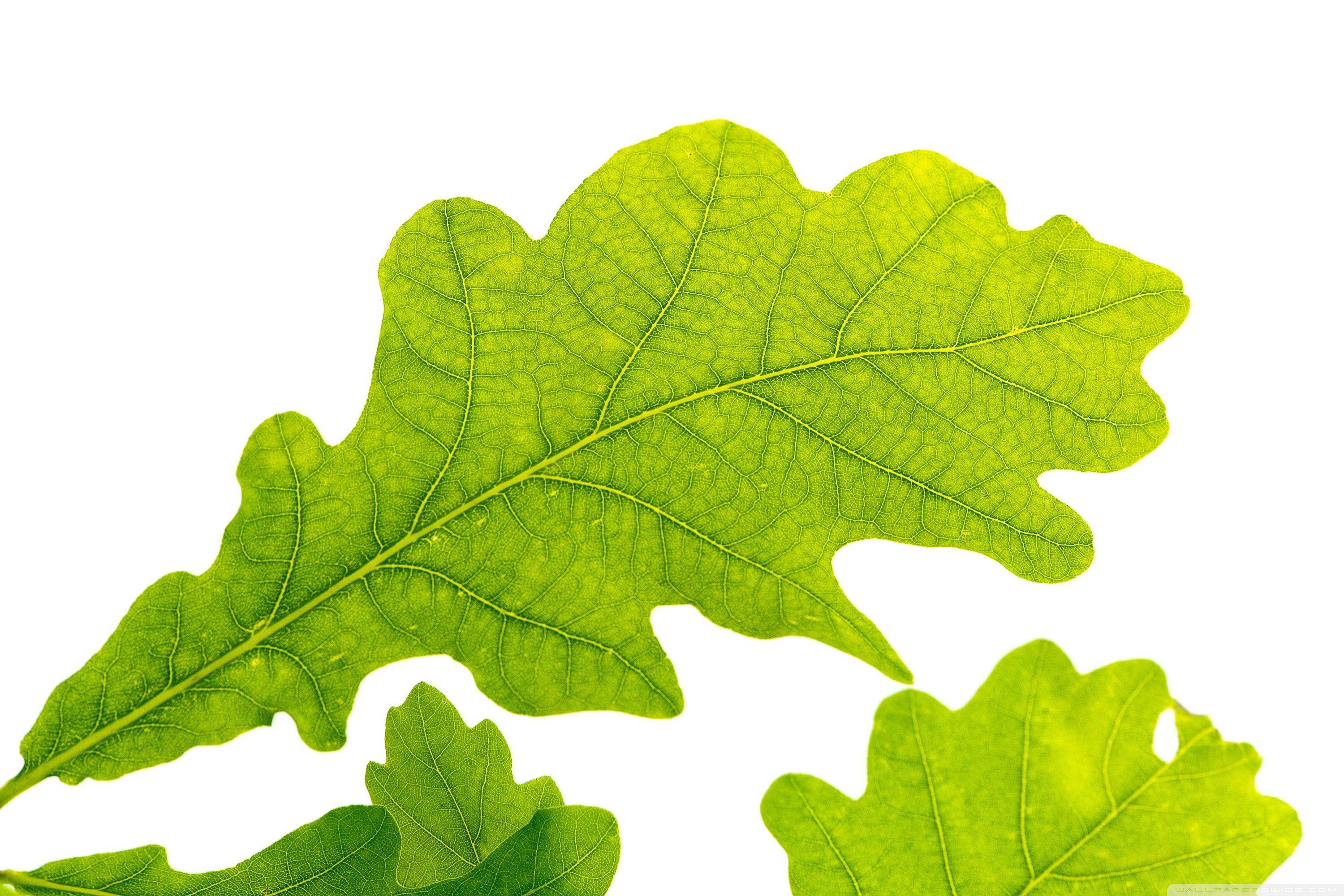 3000x2000 Oak Leaf and Stripes Wall Paper .