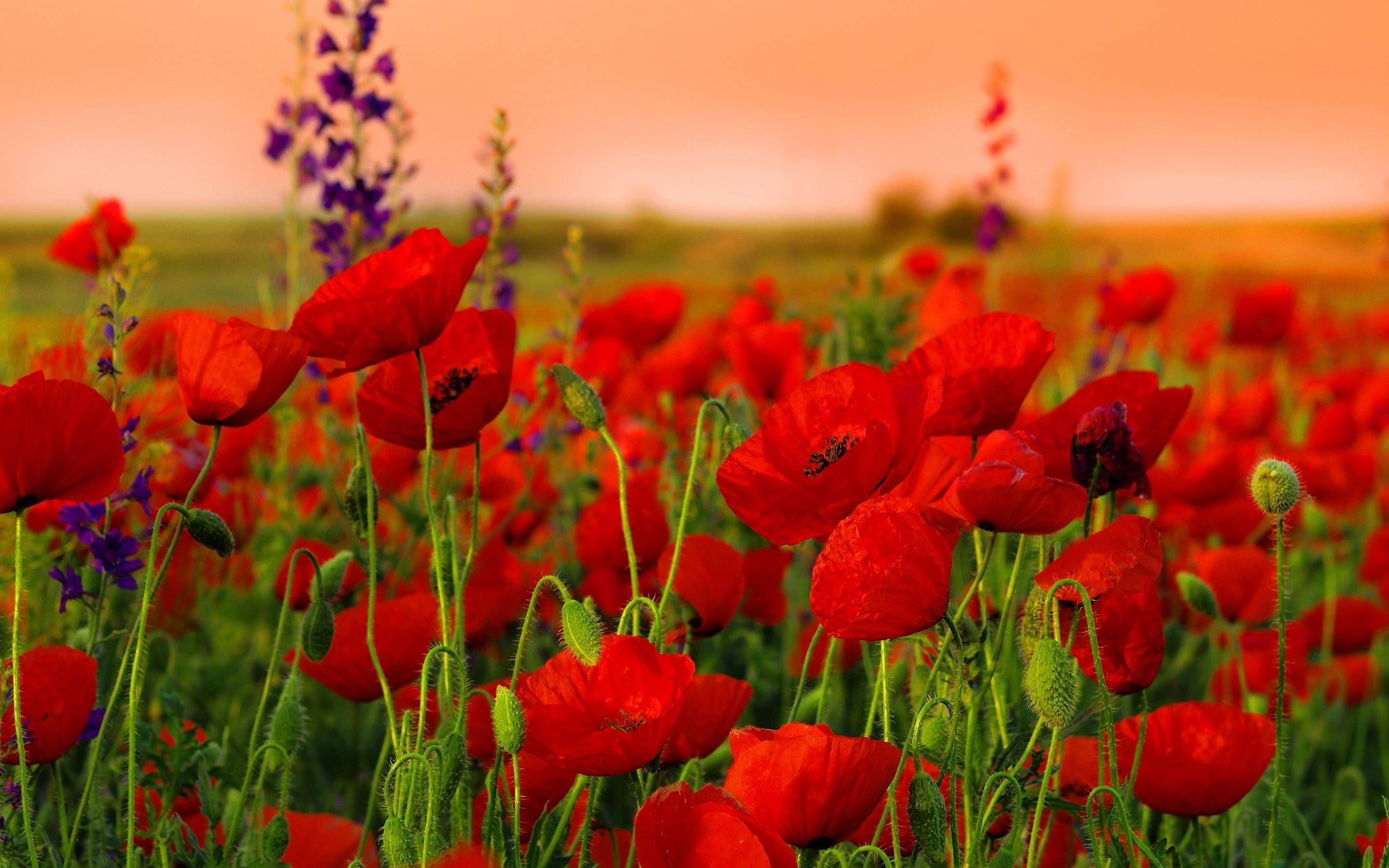 2880x1800 Poppy Field Wallpaper