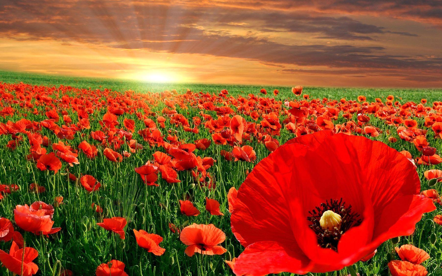 1805x1128 Poppy, Fields, At, Sunset, Flower Wallpaper, Nature Image. Picture of poppy flowers, Poppy wallpaper, Field wallpaper