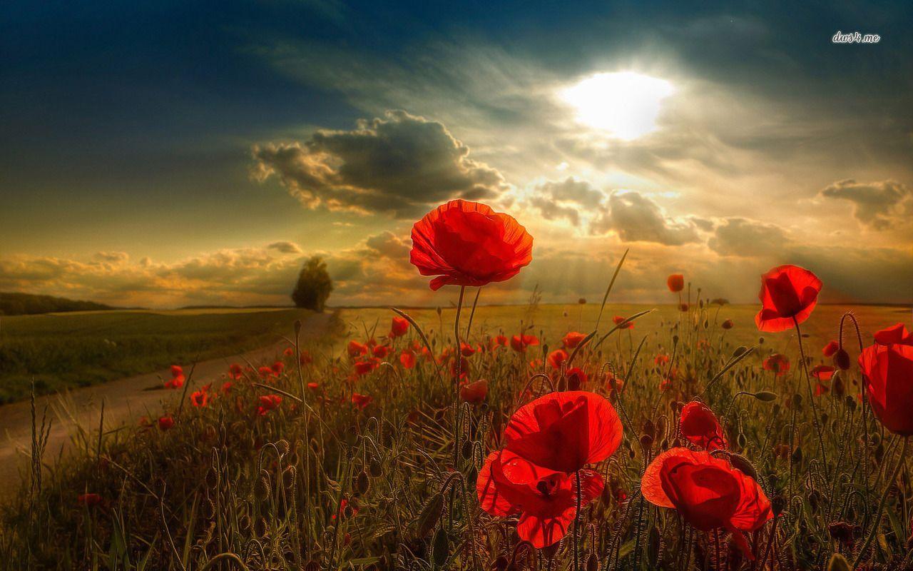 1280x800 Free download Poppy field wallpaper Flower wallpaper 11643 [1280x800] for your Desktop, Mobile & Tablet. Explore Field of Poppies Wallpaper. Field of Poppies Wallpaper, Field Of Flowers Wallpaper, Field of Roses Wallpaper