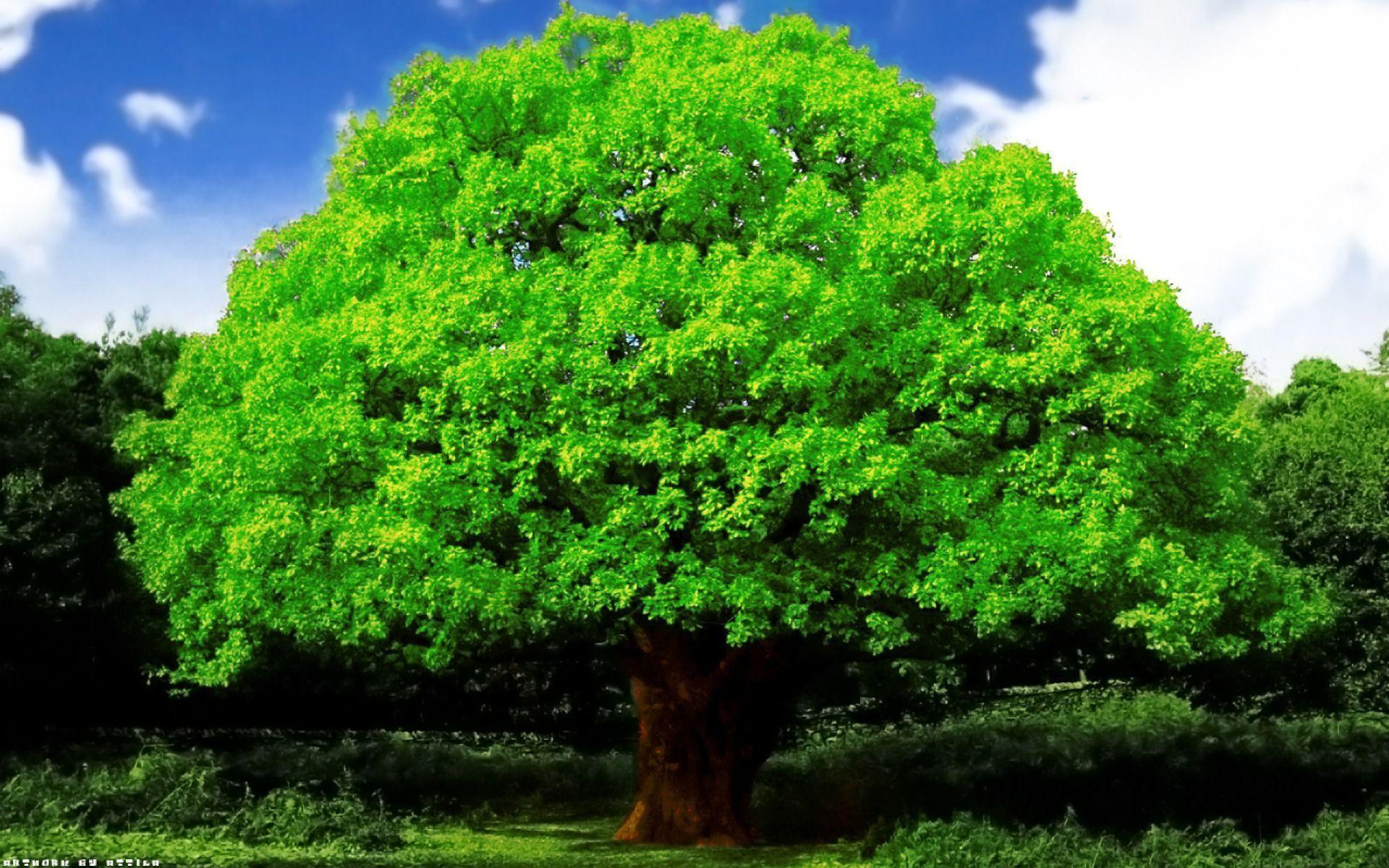 1920x1200 Oak Tree Wallpaper