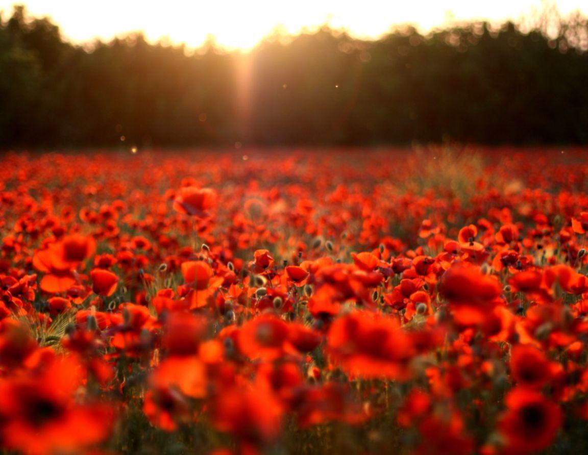 1152x892 Sunset Poppy Field. All HD Wallpaper Gallery