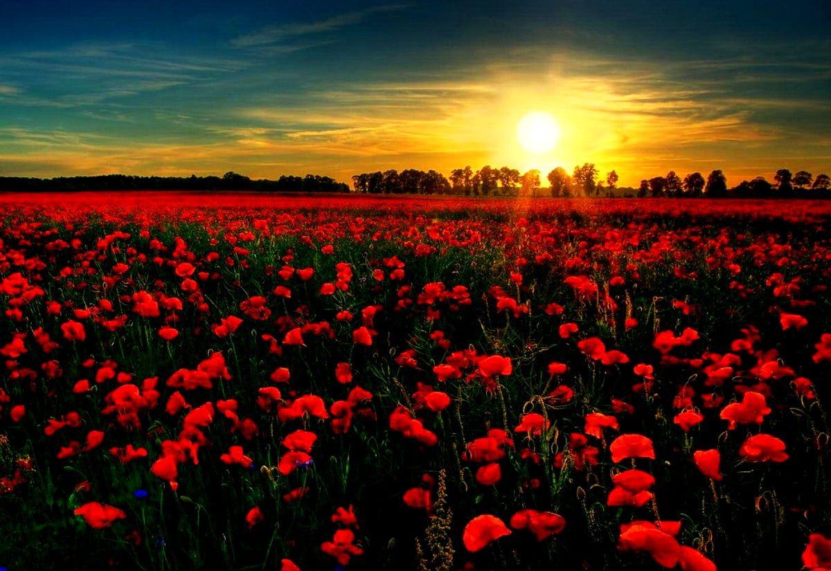 Poppy Field Wallpapers - Top Free Poppy Field Backgrounds - WallpaperAccess