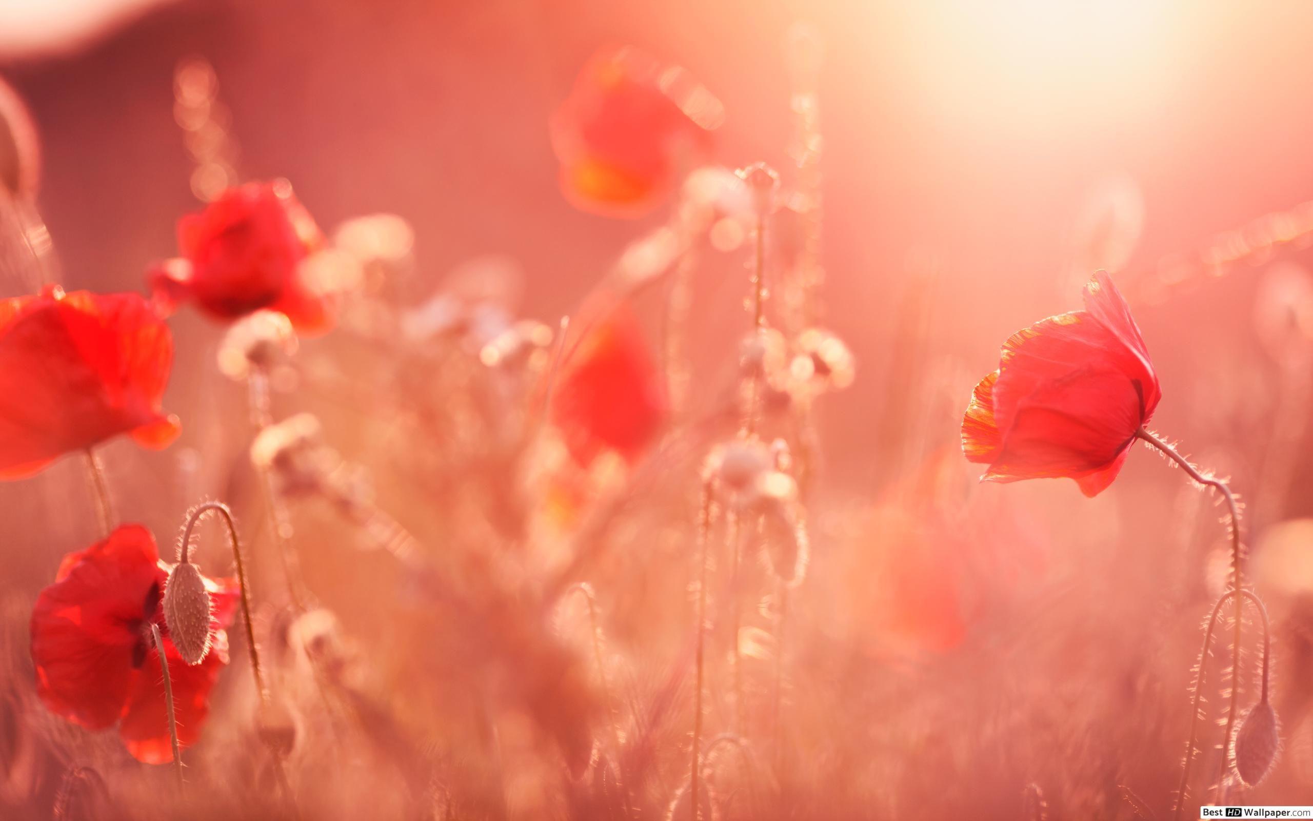 2560x1600 Poppy flower HD wallpaper download