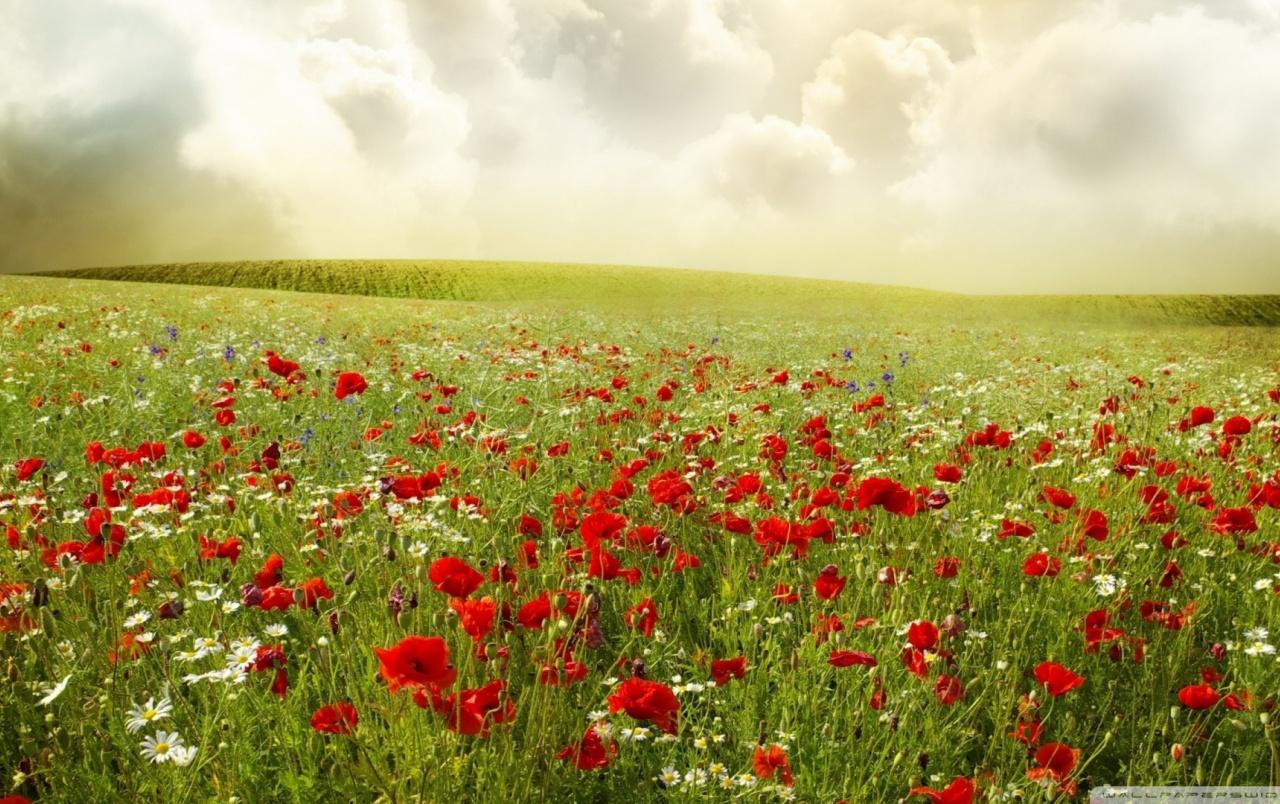 1280x804 Summer Poppy Field wallpaper. Summer Poppy Field