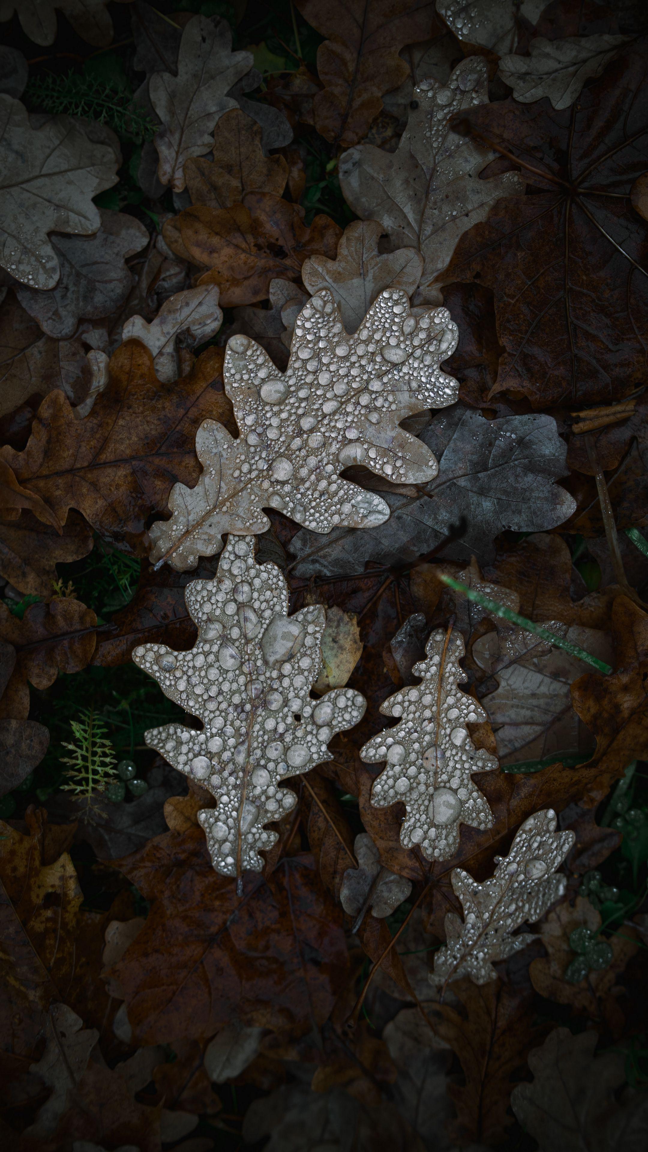 Oak Leaf Wallpapers - Top Free Oak Leaf Backgrounds - WallpaperAccess