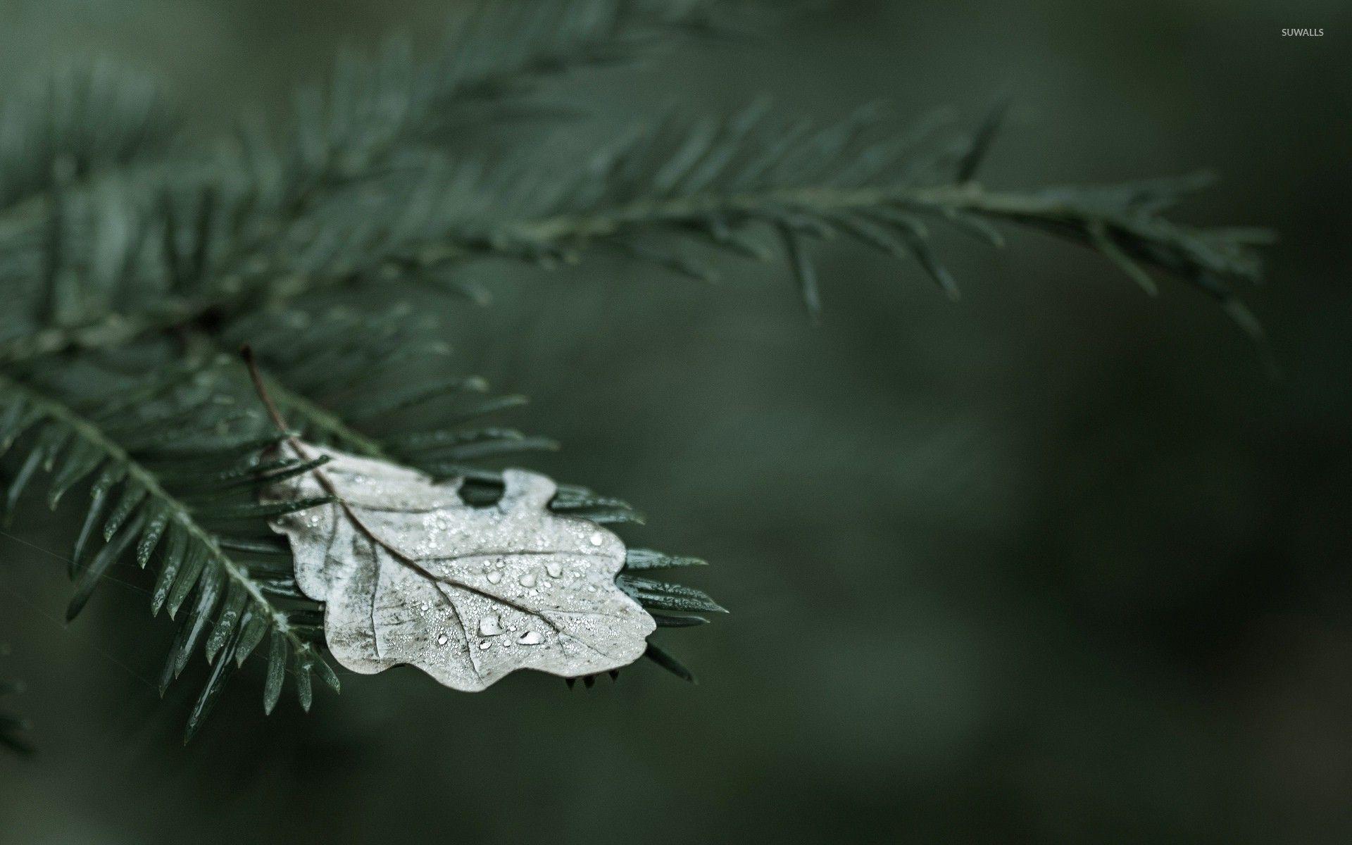 1920x1200 Fallen oak leaf on a fir branch wallpaper wallpaper