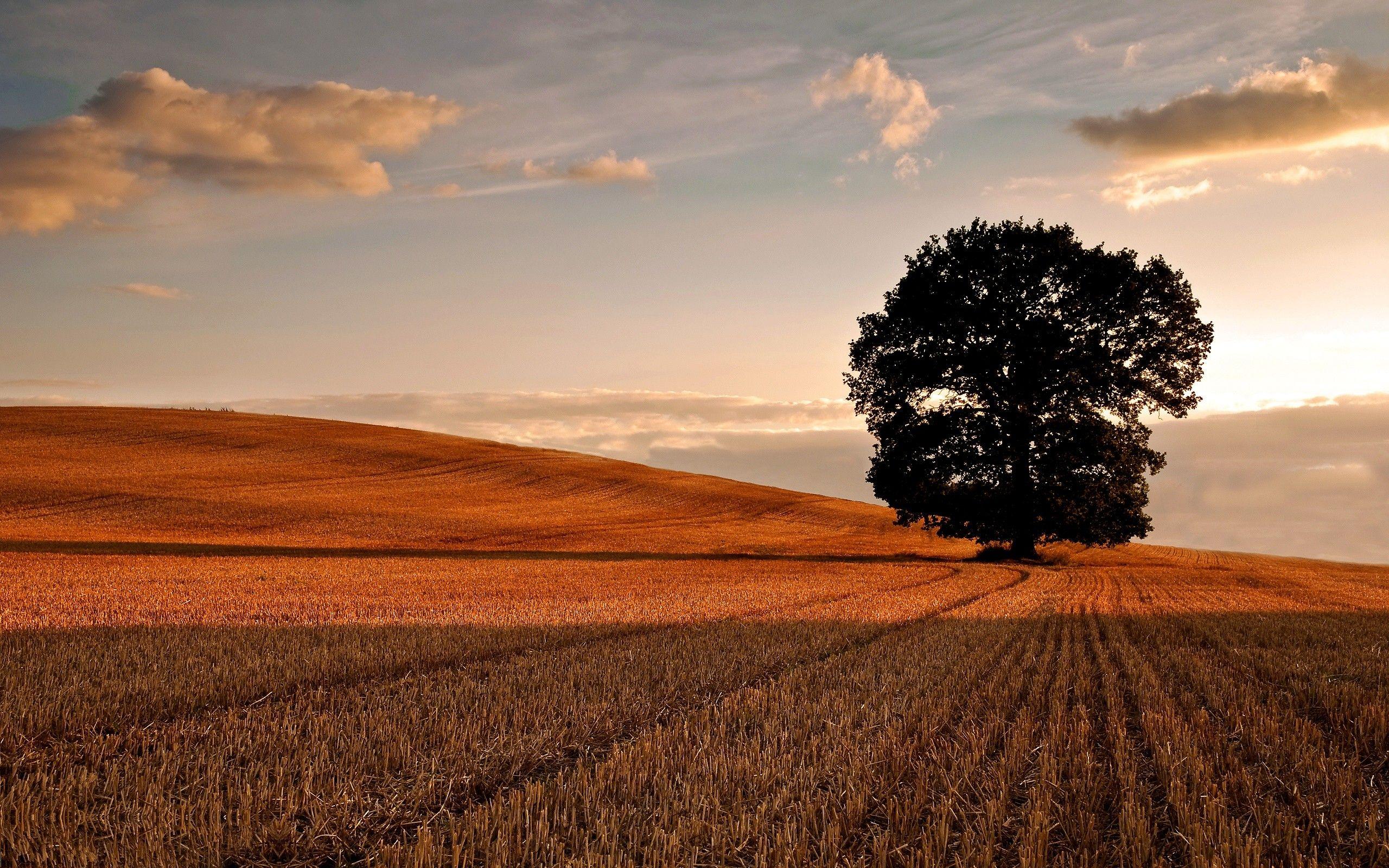 2560x1600 Oak Tree Background