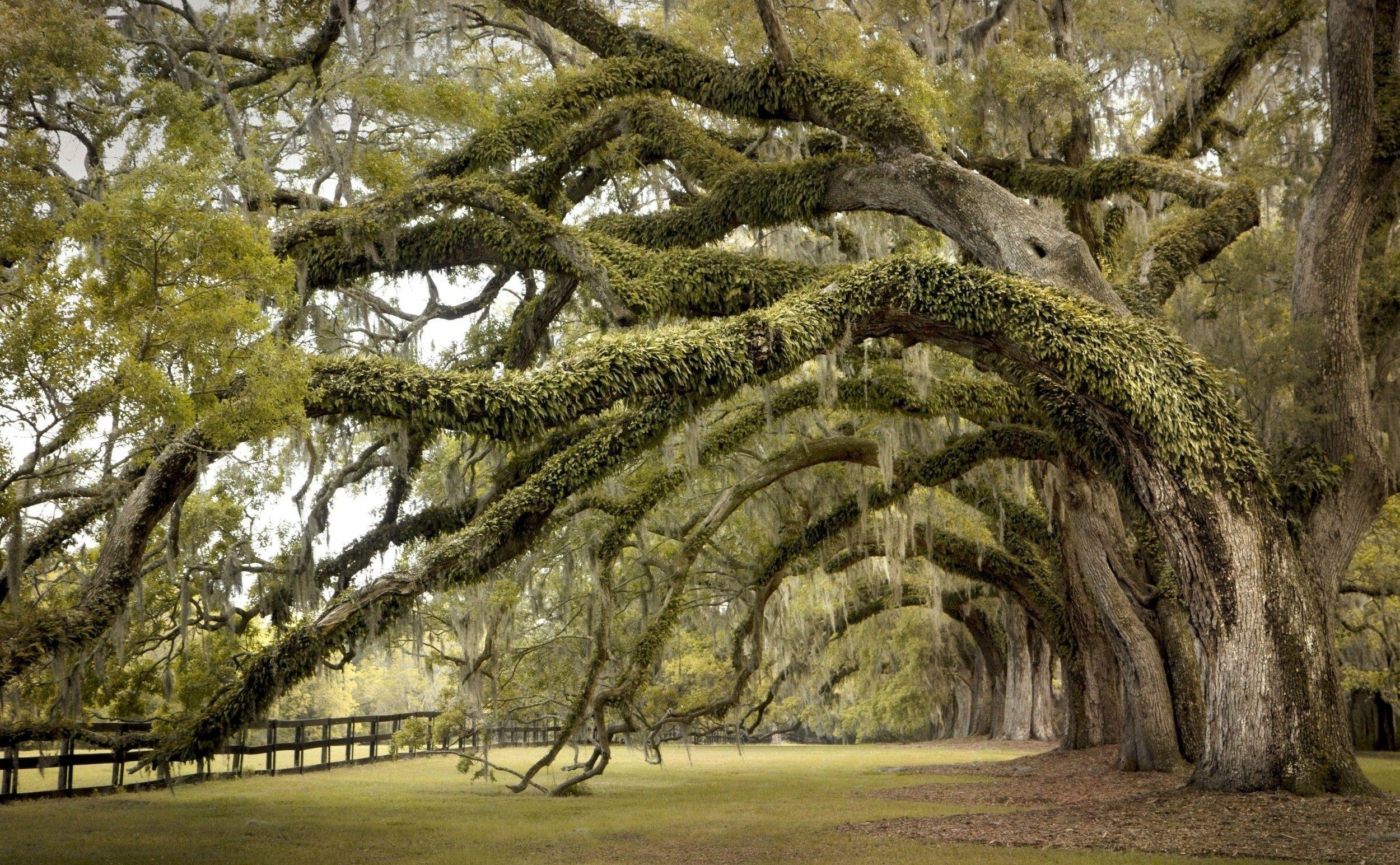 2500x1545 green, landscapes, nature, trees, grass, brown, live, Trunks, Grove, oak, giant tree wallpaper