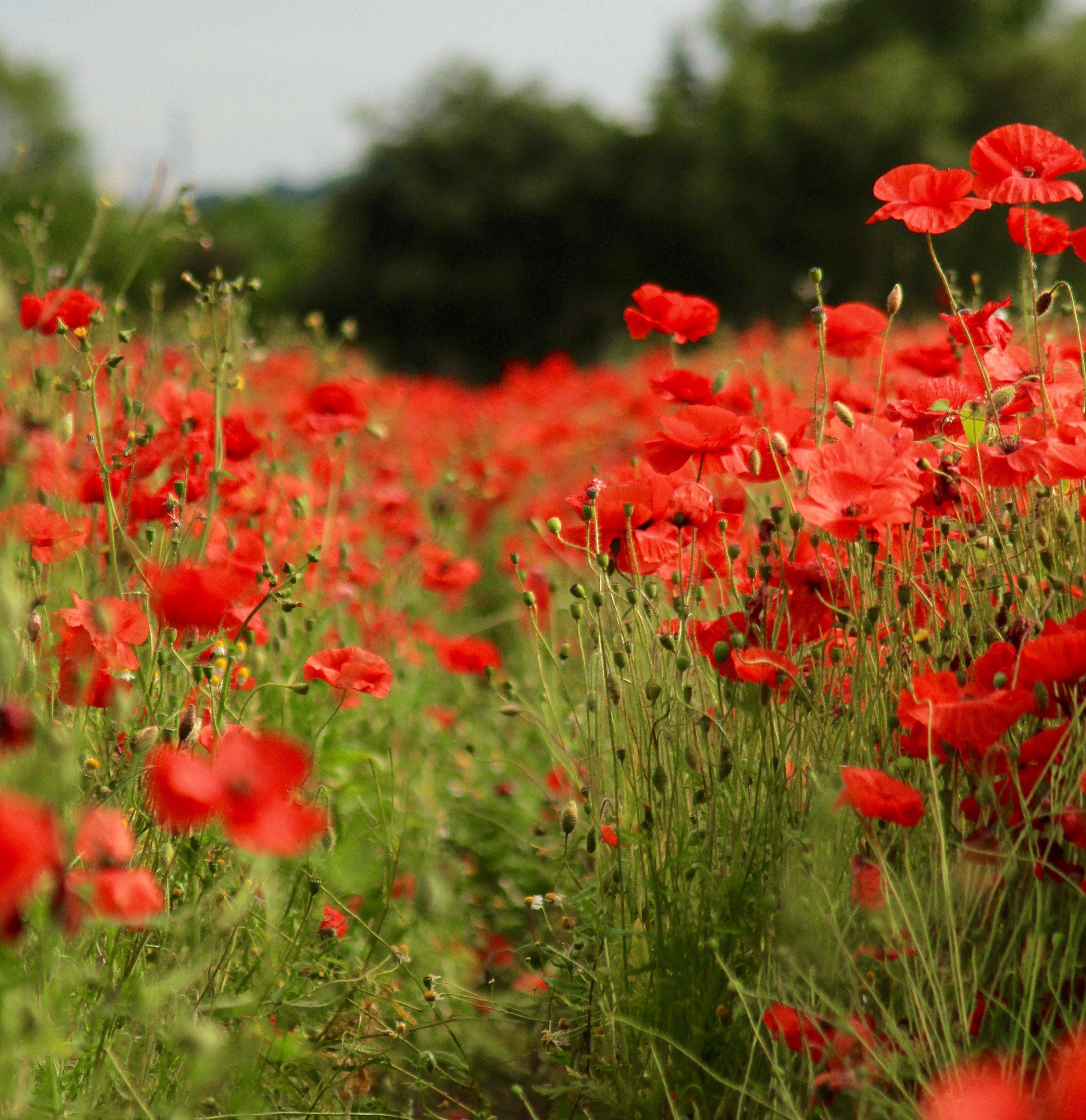 3171x3271 Poppy Field iPhone Wallpaper