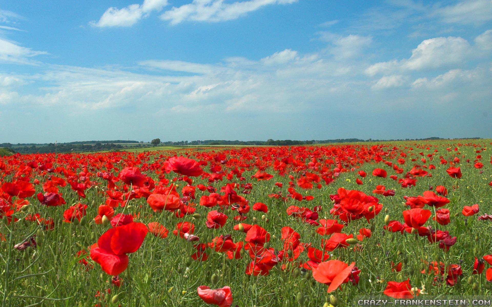 Poppy Field Wallpapers Top Free Poppy Field Backgrounds WallpaperAccess   5889962 