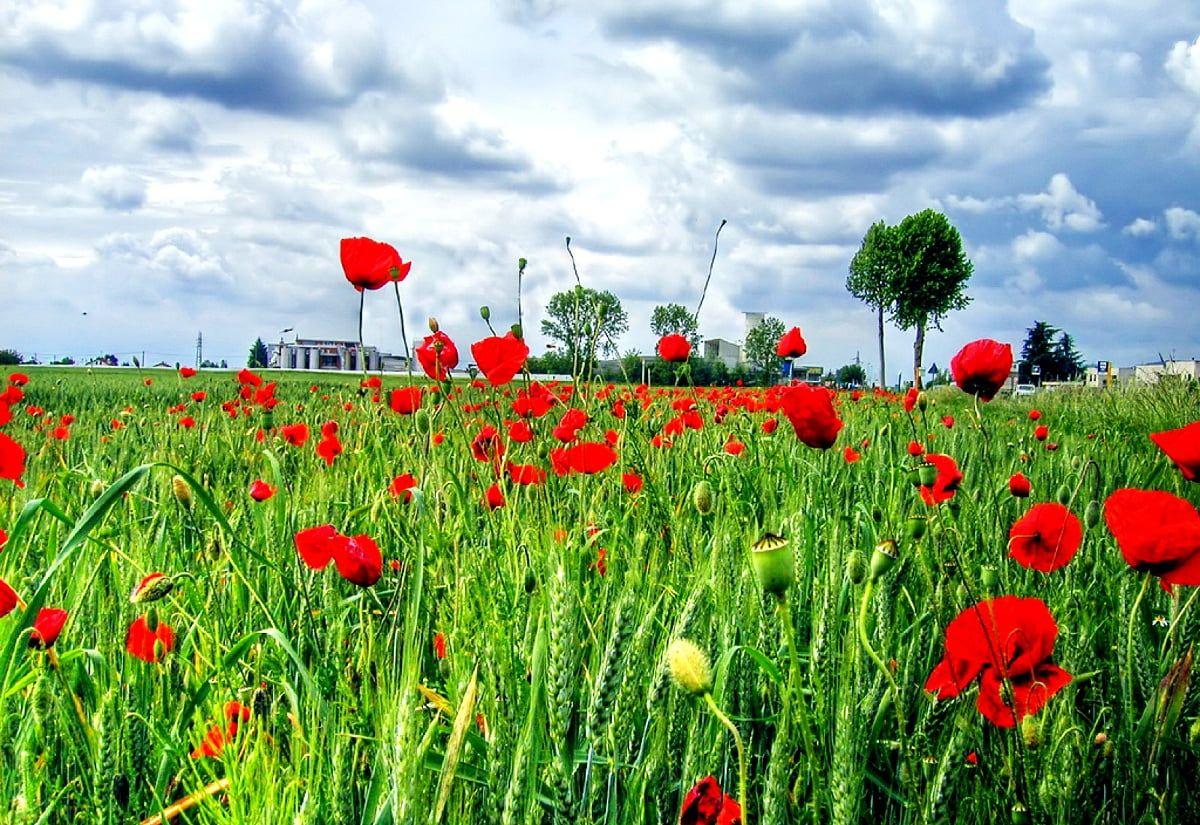 1200x825 Beautiful wallpaper Poppy, Field, Flowers. TOP Free Download wallpaper