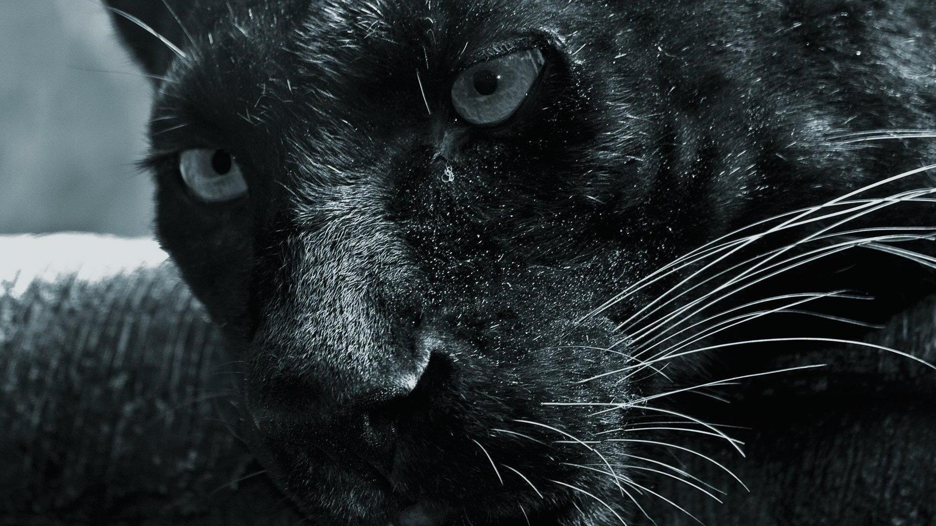 1920x1080 Black Panther Animal wallpaper for Android