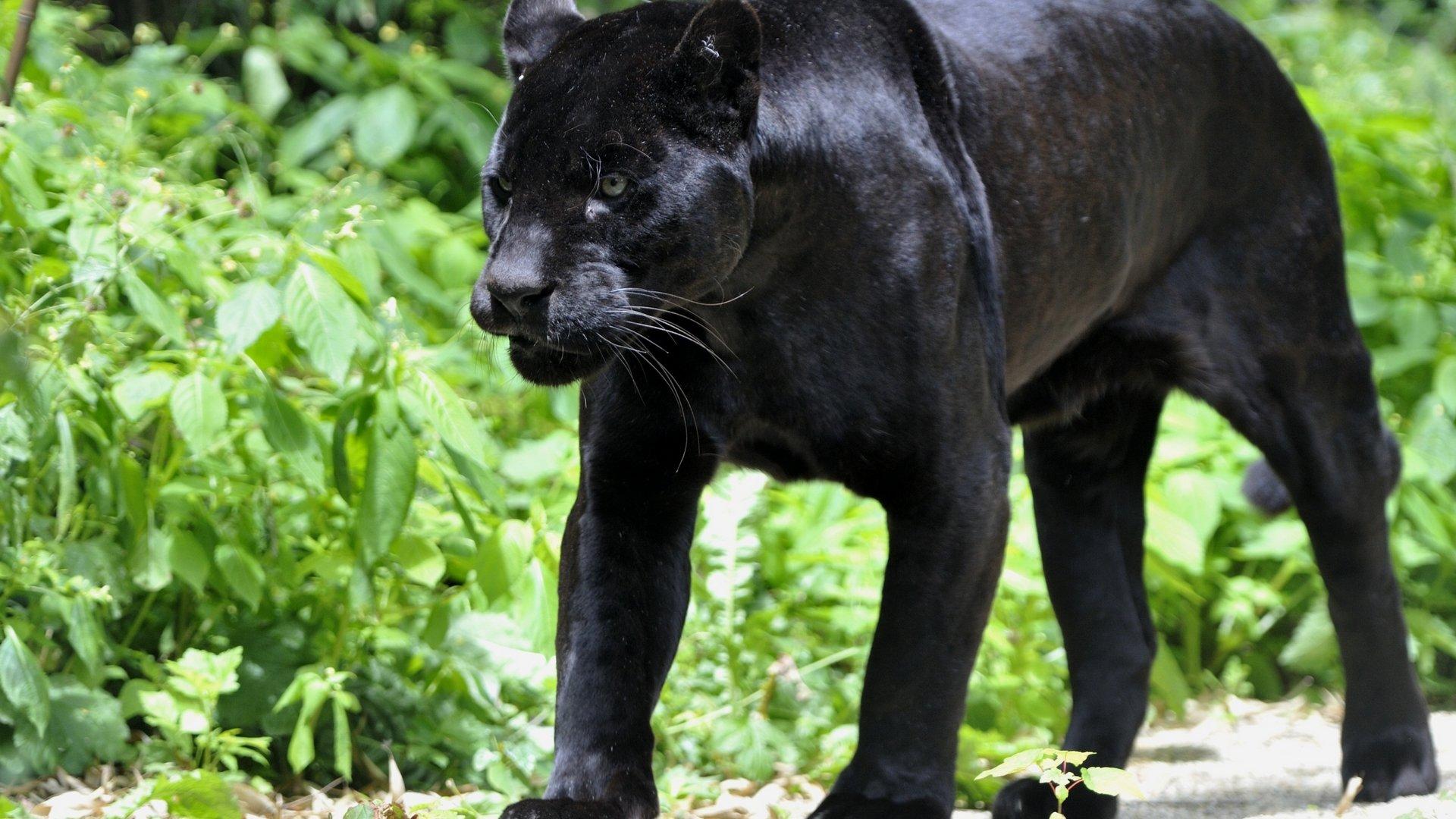 1920x1080 Hd Wallpaper Black Panther Animal