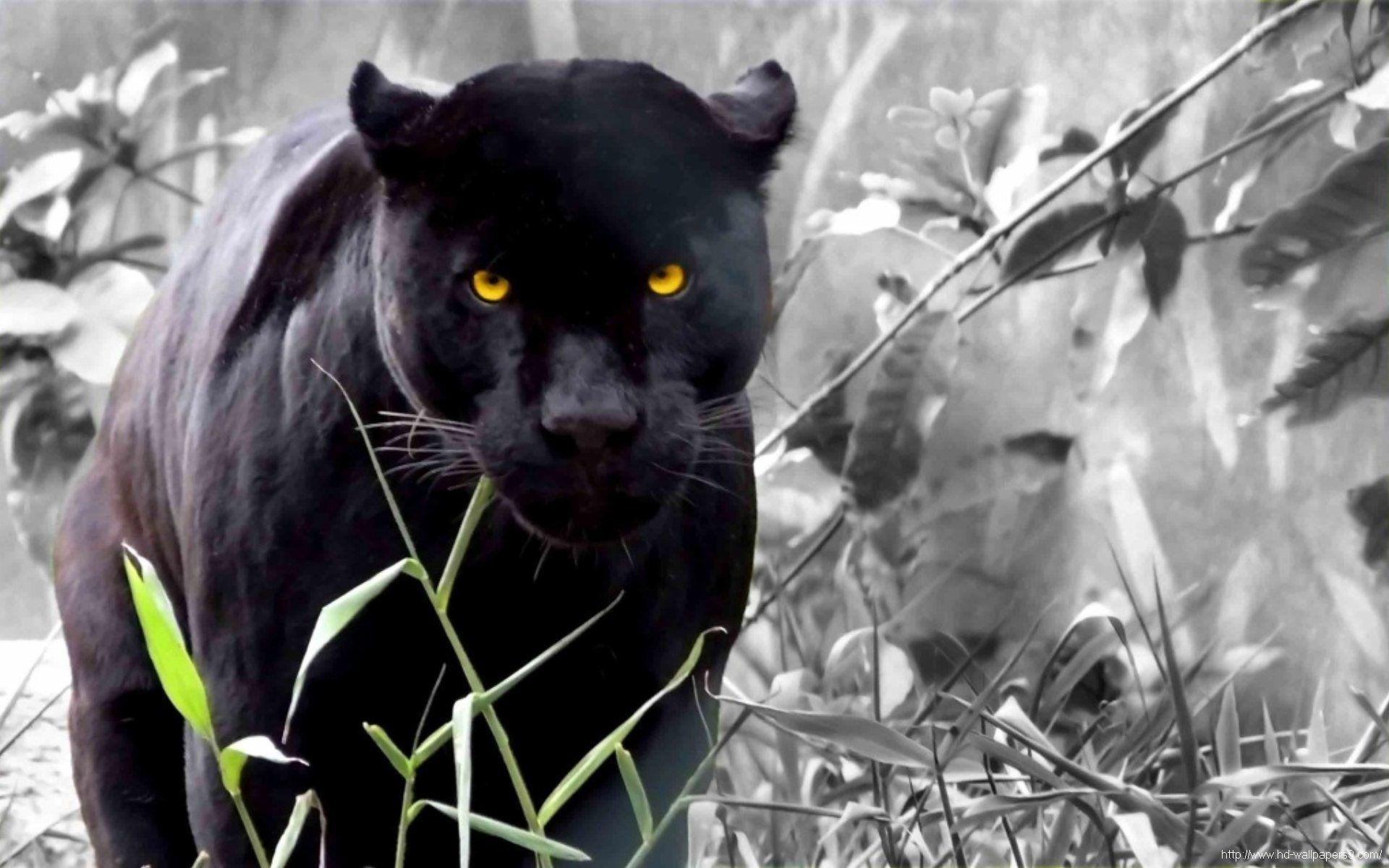 1920x1200 Black Leopard Wallpaper