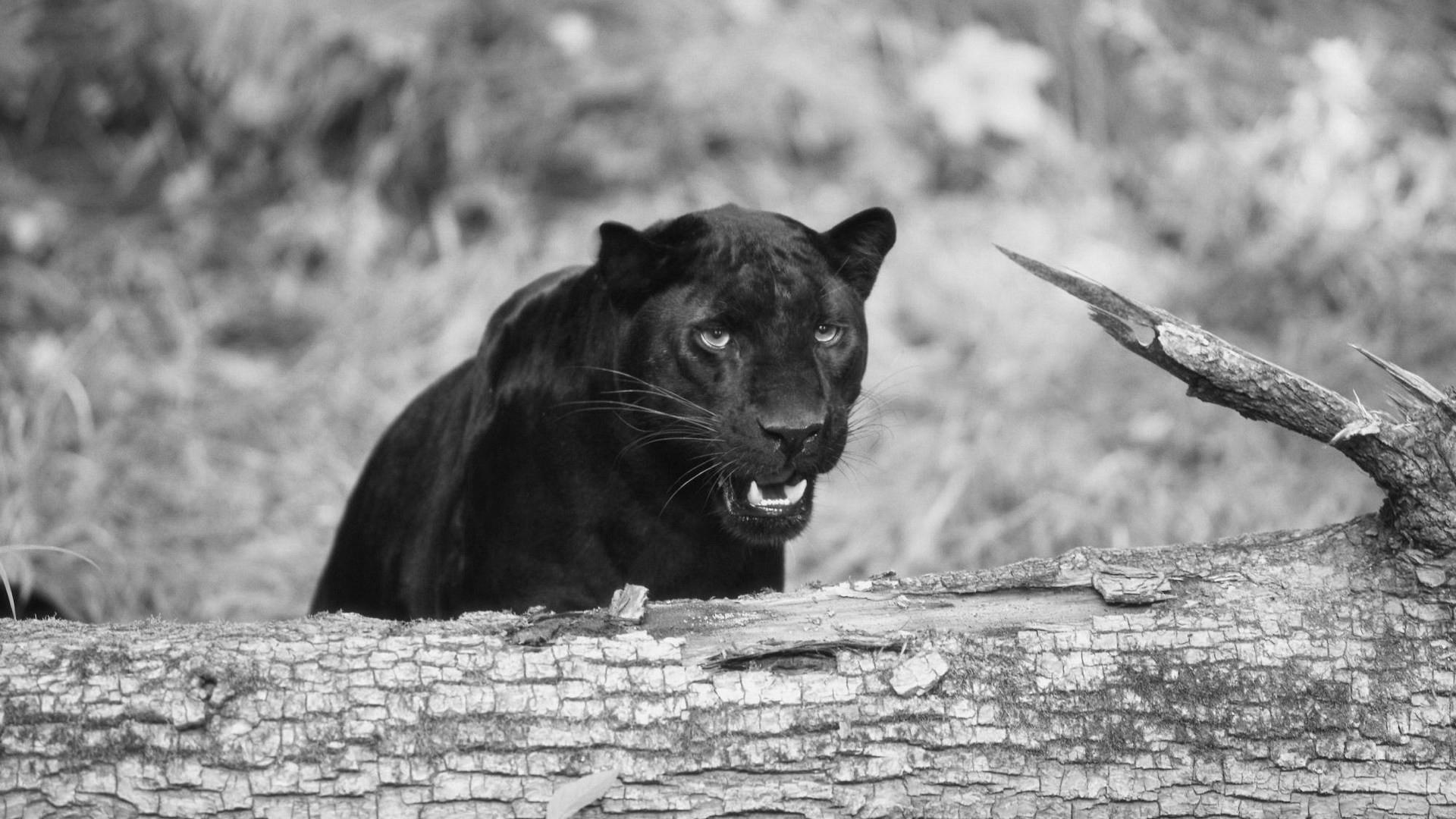 1920x1080 Black Panther Animal wallpaper for Android