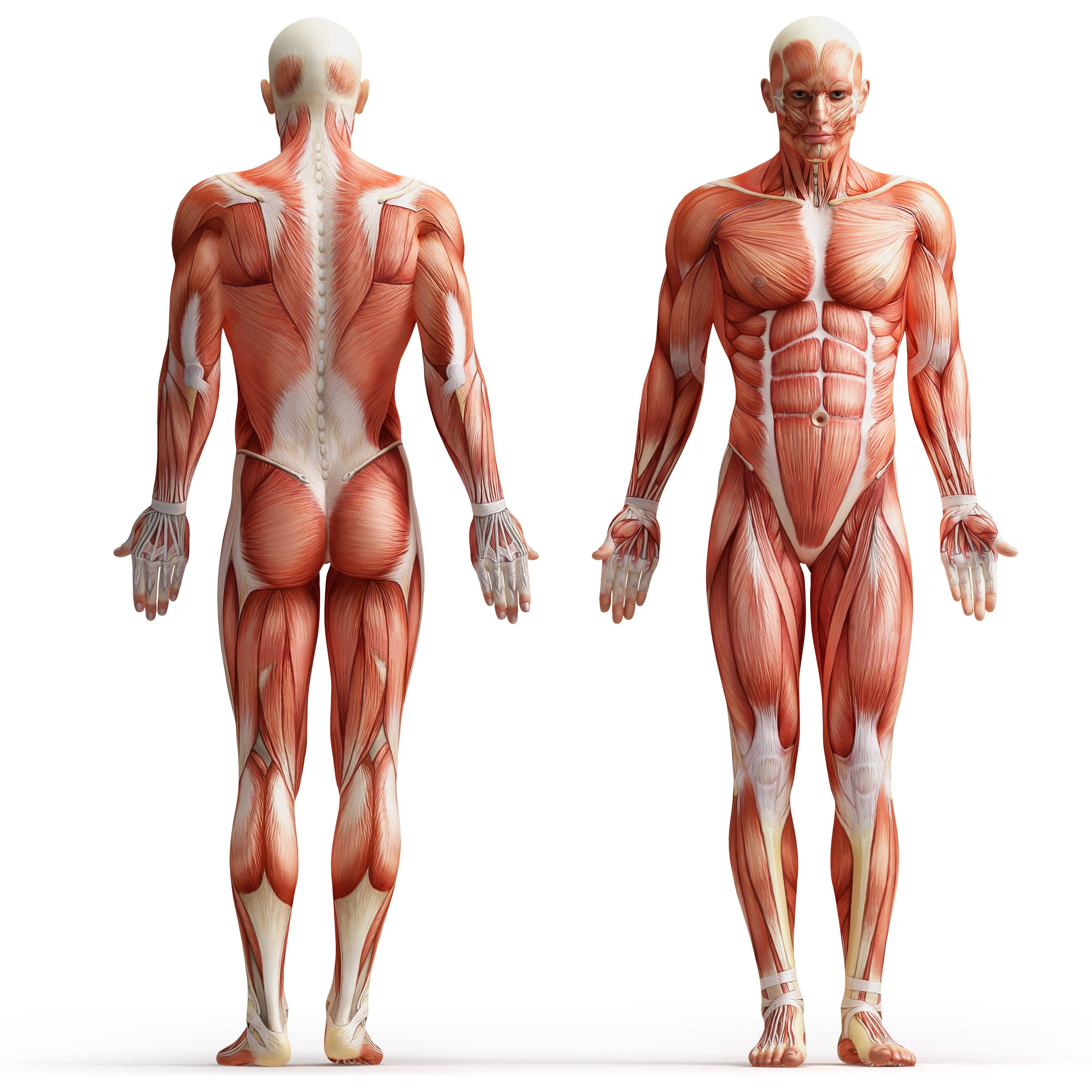4000x4000 body, muscular, human body, white background wallpaper