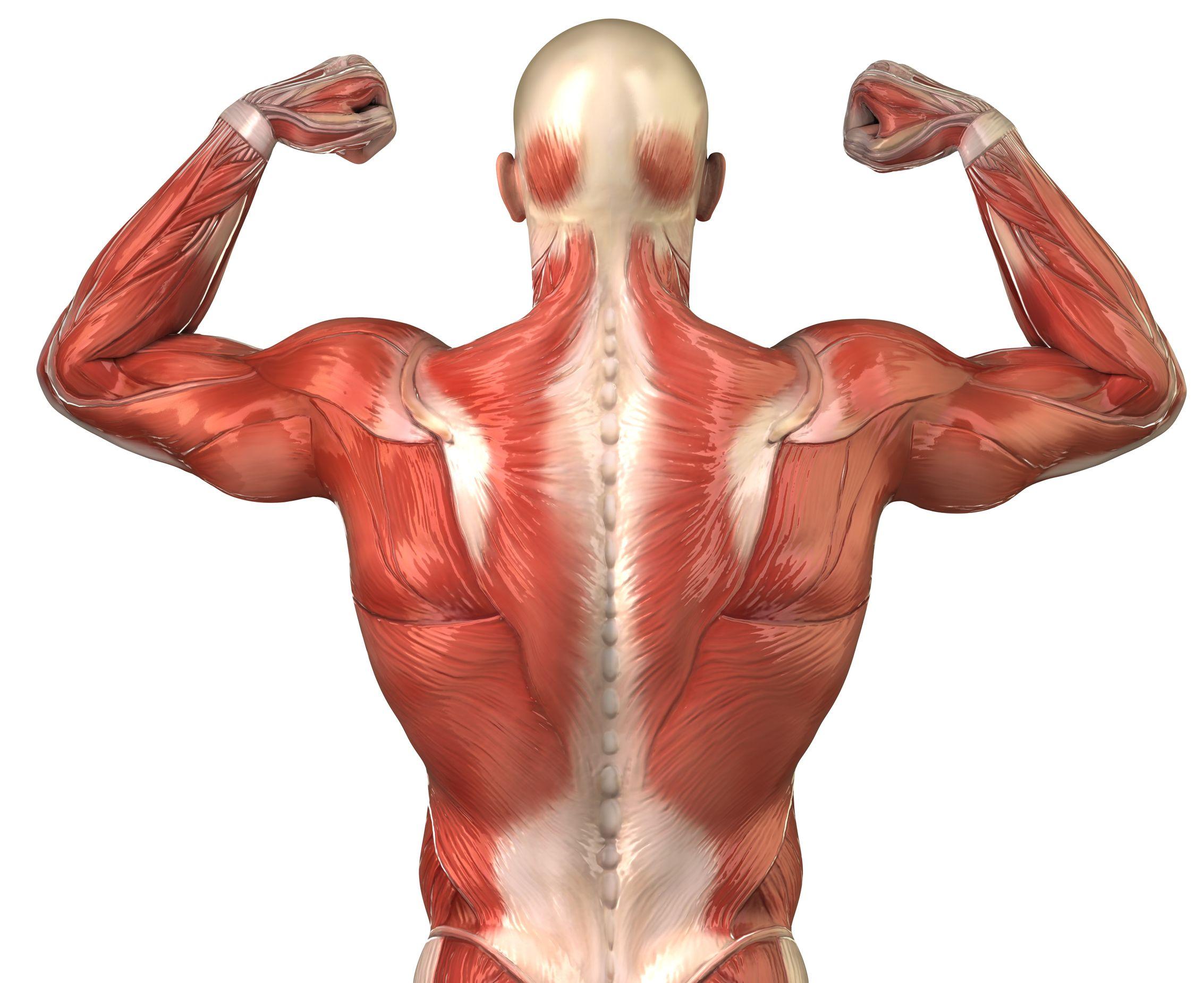 2266x1851 Body Muscle Wallpaper