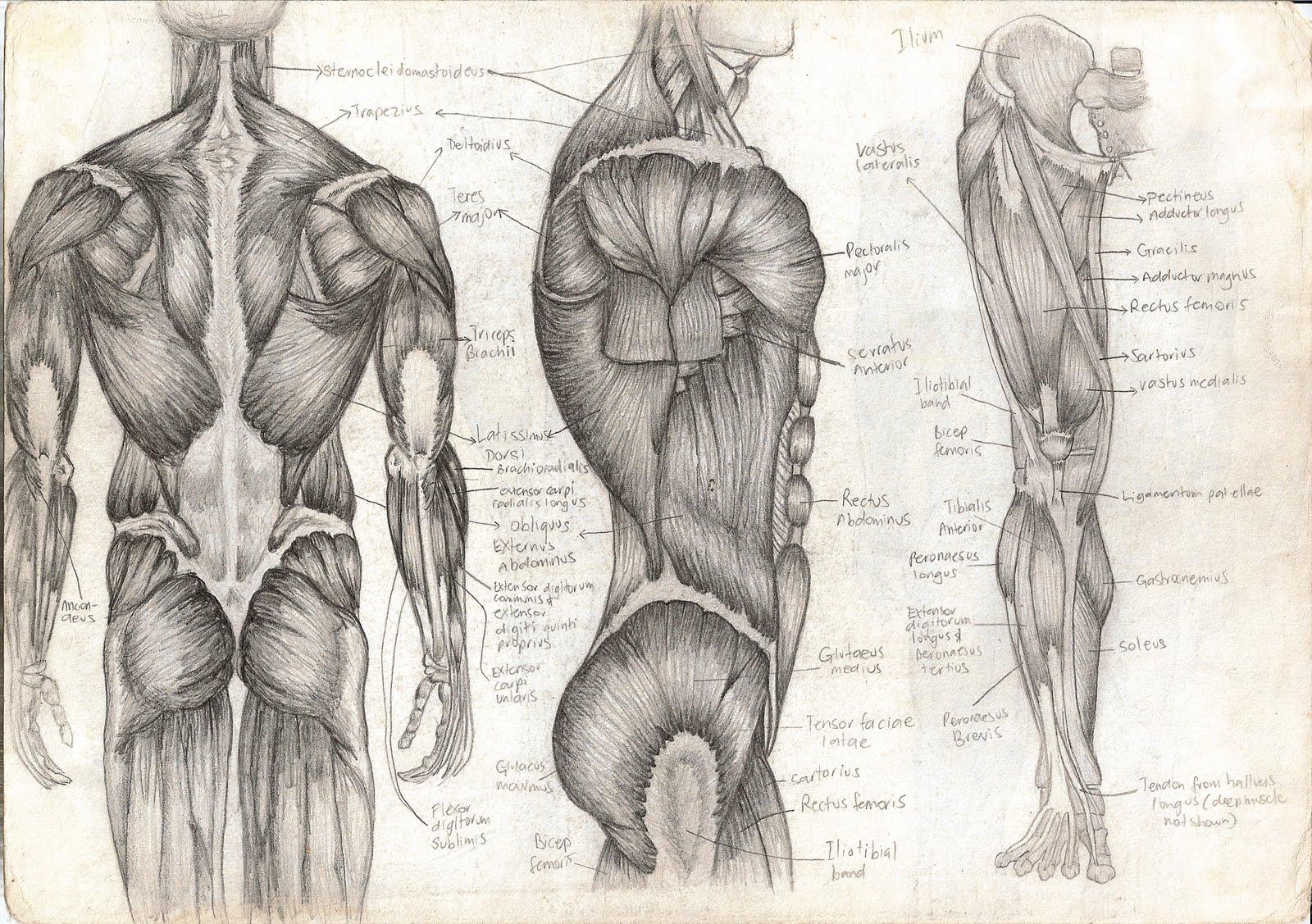 1600x1127 Wallpaper Picture Gallery: Wallpaper Anatomy Human
