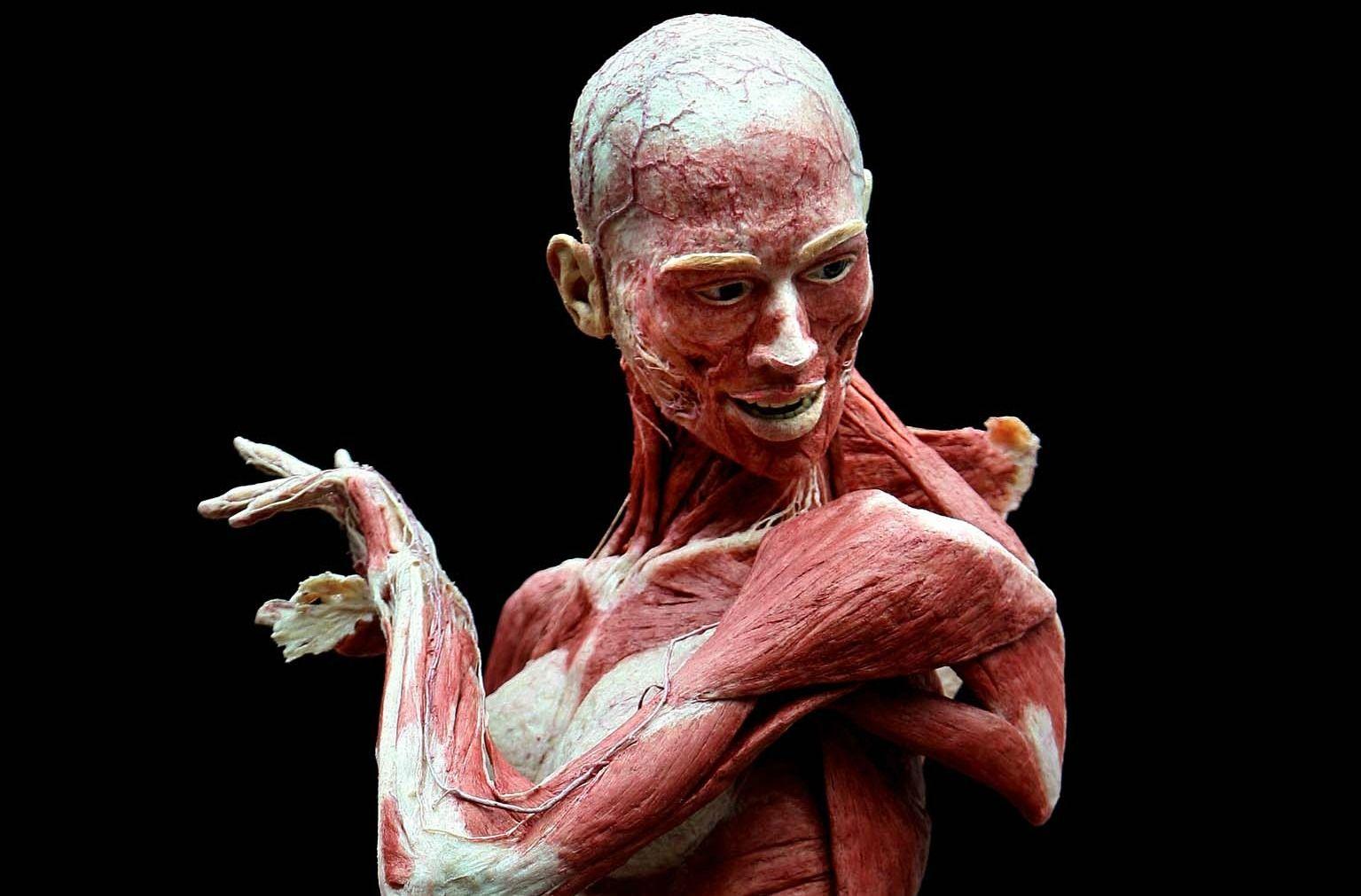 1535x1011 Anatomy Wallpaper