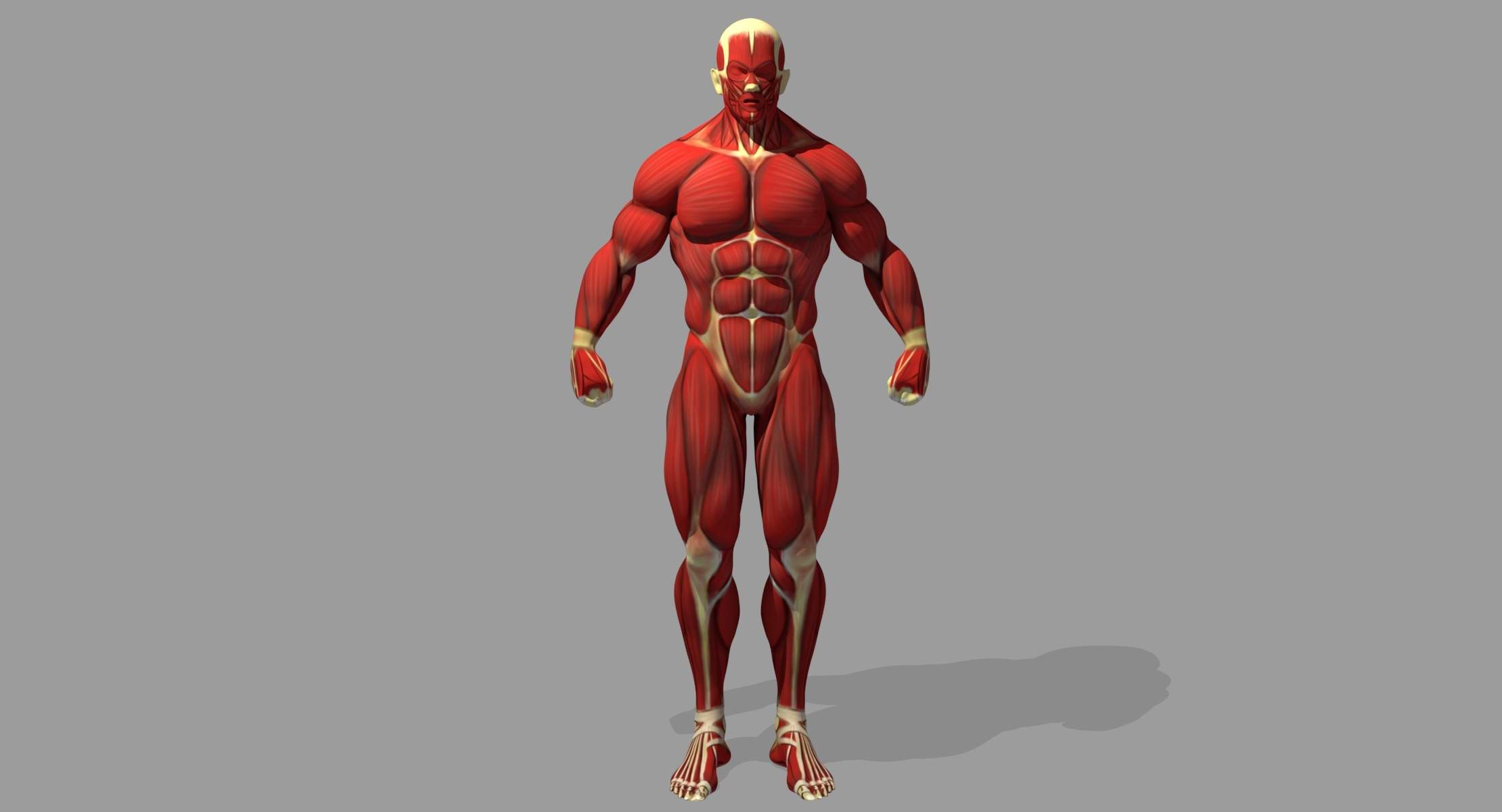 2220x1200 Muscle Anatomy Reference 3D Model