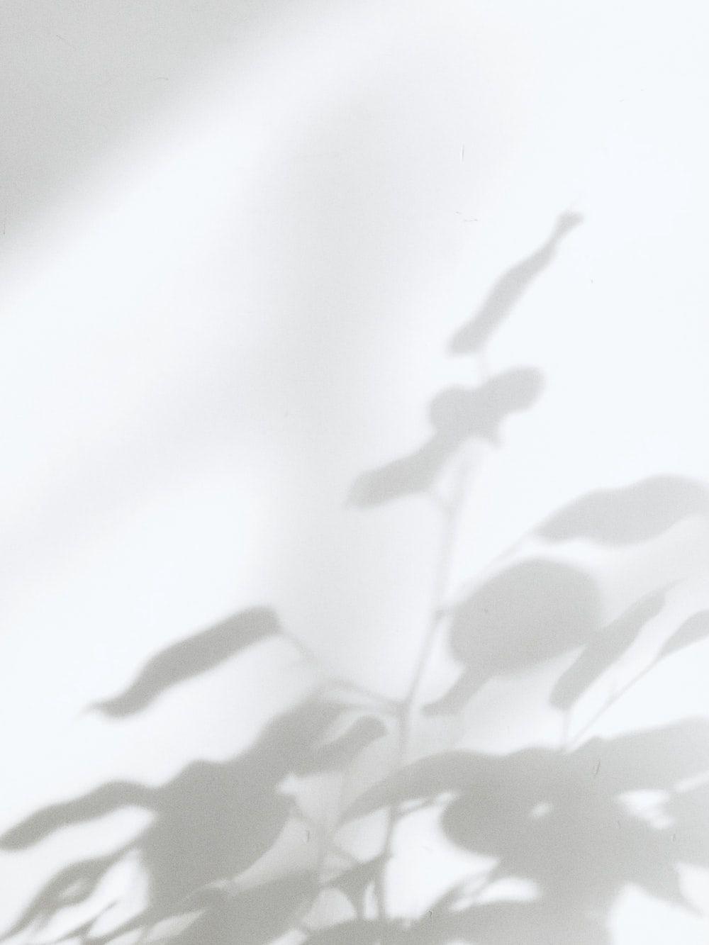 1000x1333 White Background Image: Download HD Background