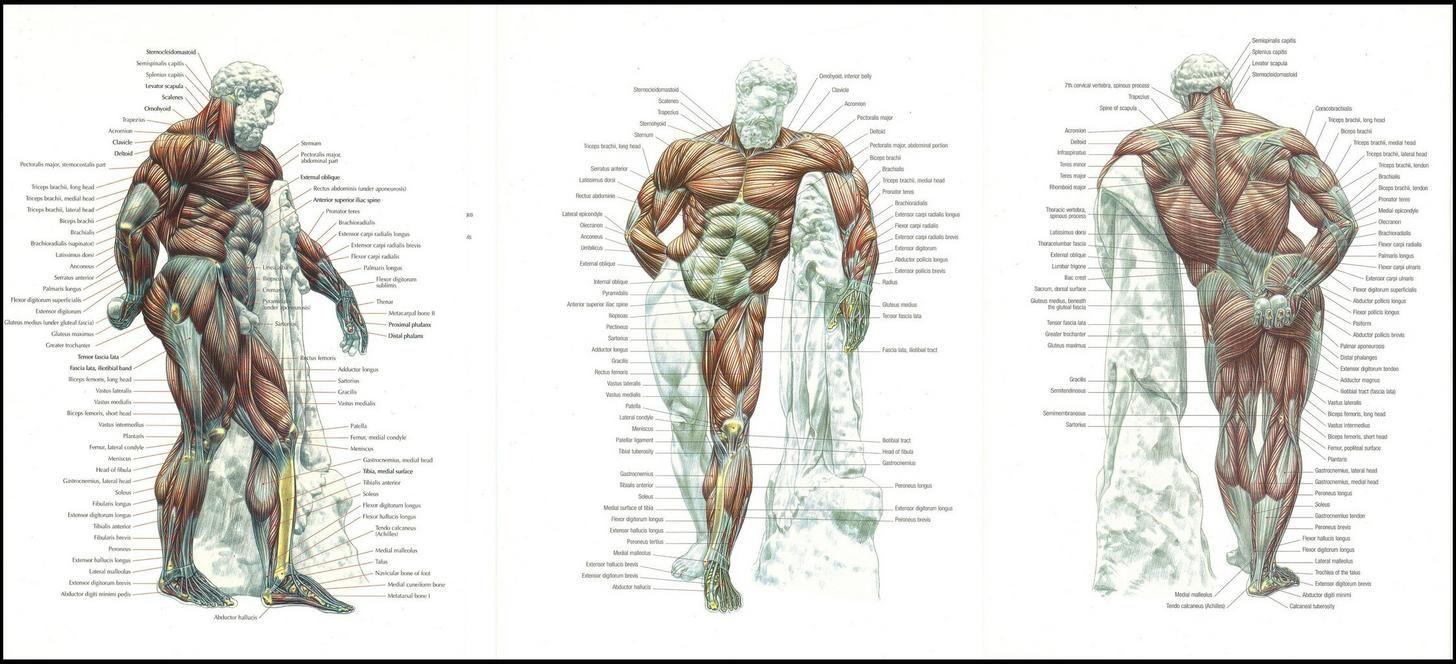 Anatomy Muscle Wallpapers - Top Free Anatomy Muscle Backgrounds