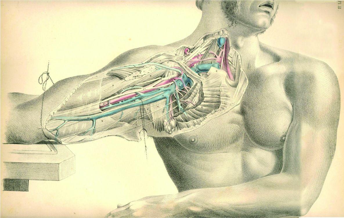 1185x753 anatomy #ou7B