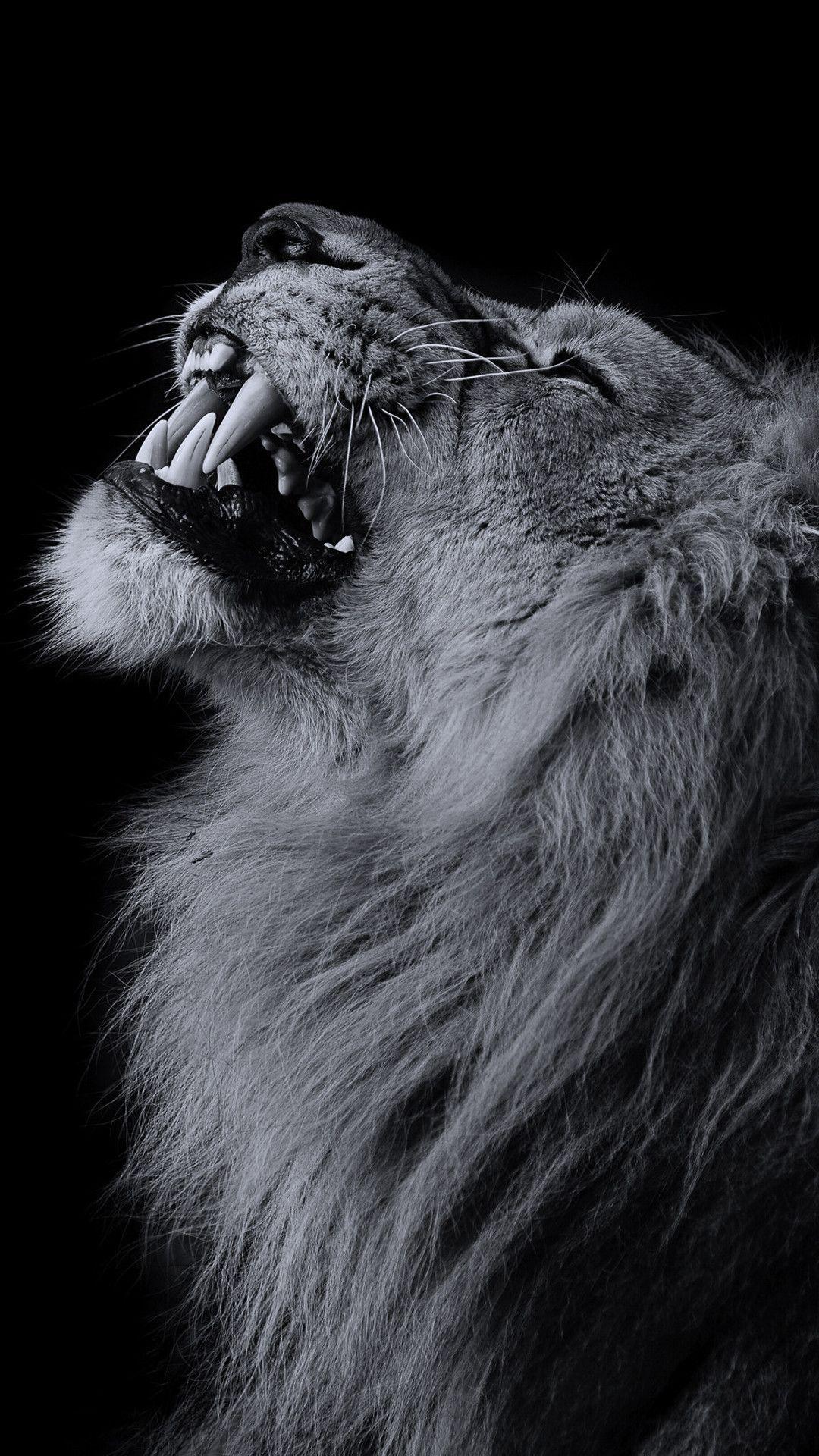 1080x1920 Lions