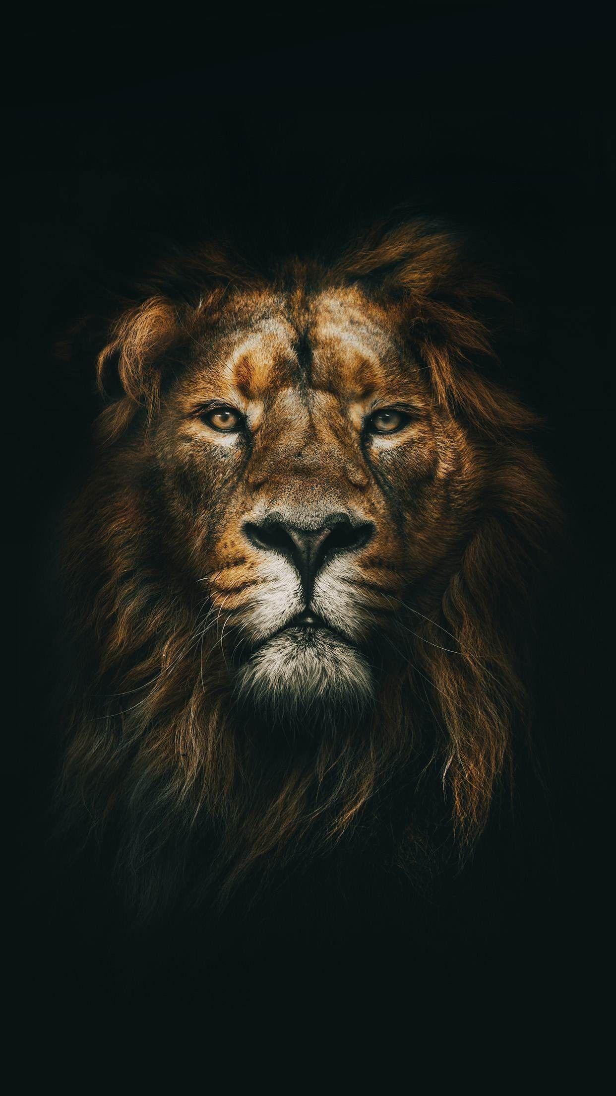 1242x2208 Lion Wallpaper For Phone