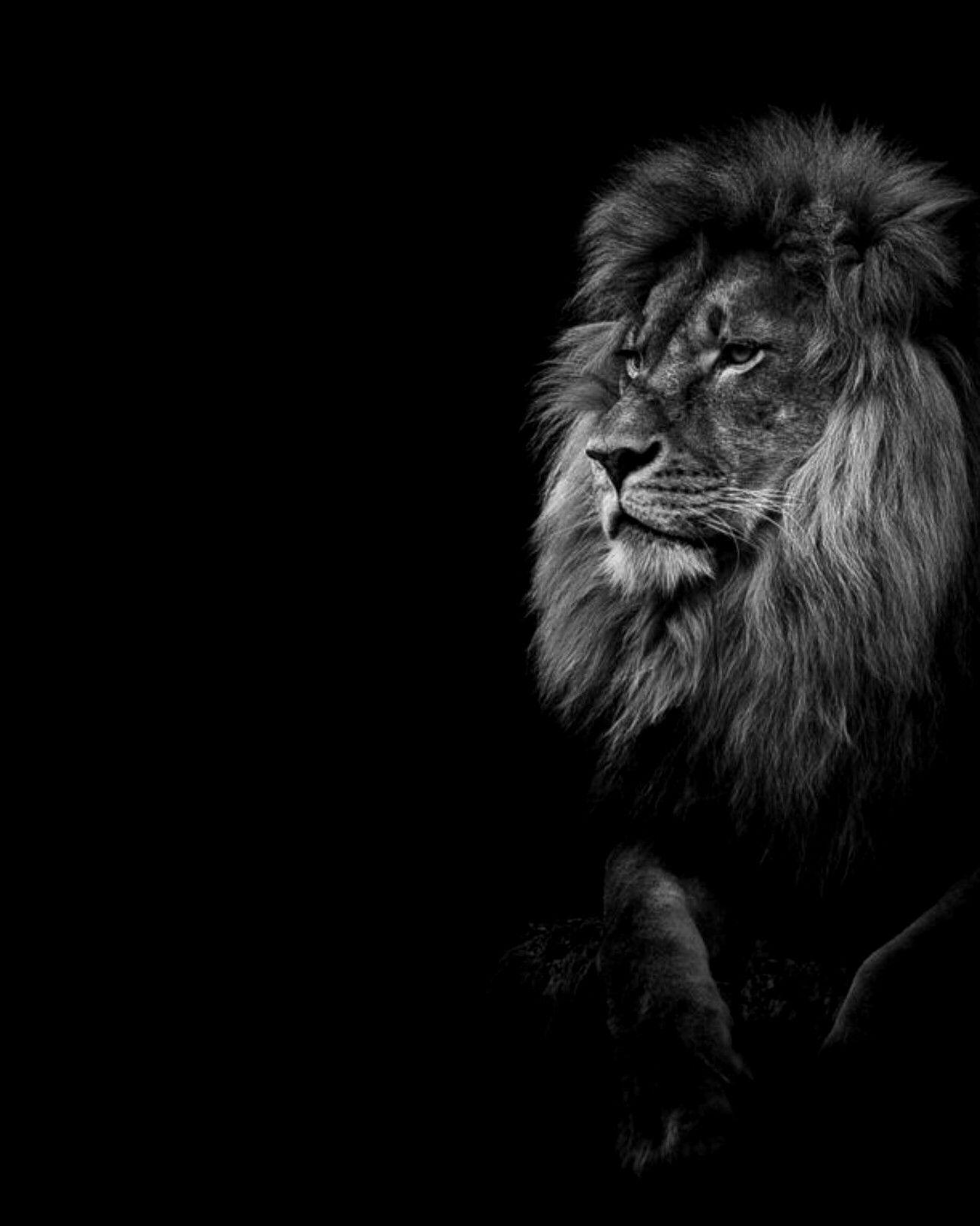 1306x1632 LION DARK WALLPAPER. Lion wallpaper, Wild animal wallpaper, Dark black wallpaper