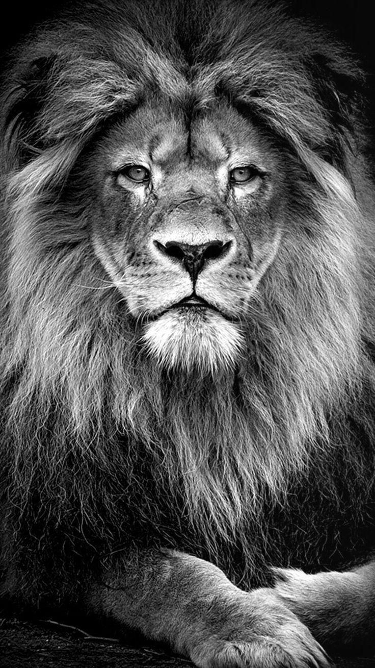 736x1309 Dark Lion Wallpaper iPhone .