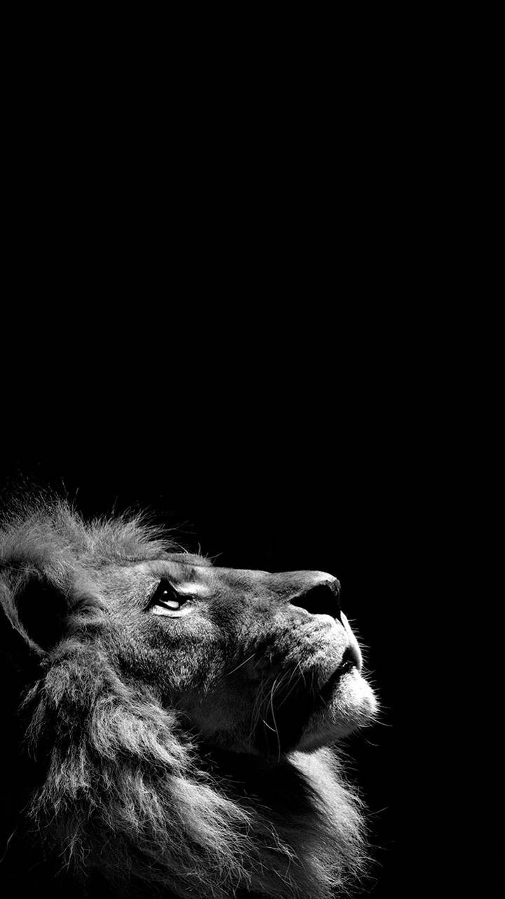 720x1280 Dark Lion wallpaper
