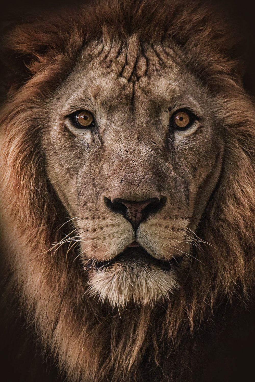 1000x1499 Lion Wallpaper: Free HD Download [HQ]