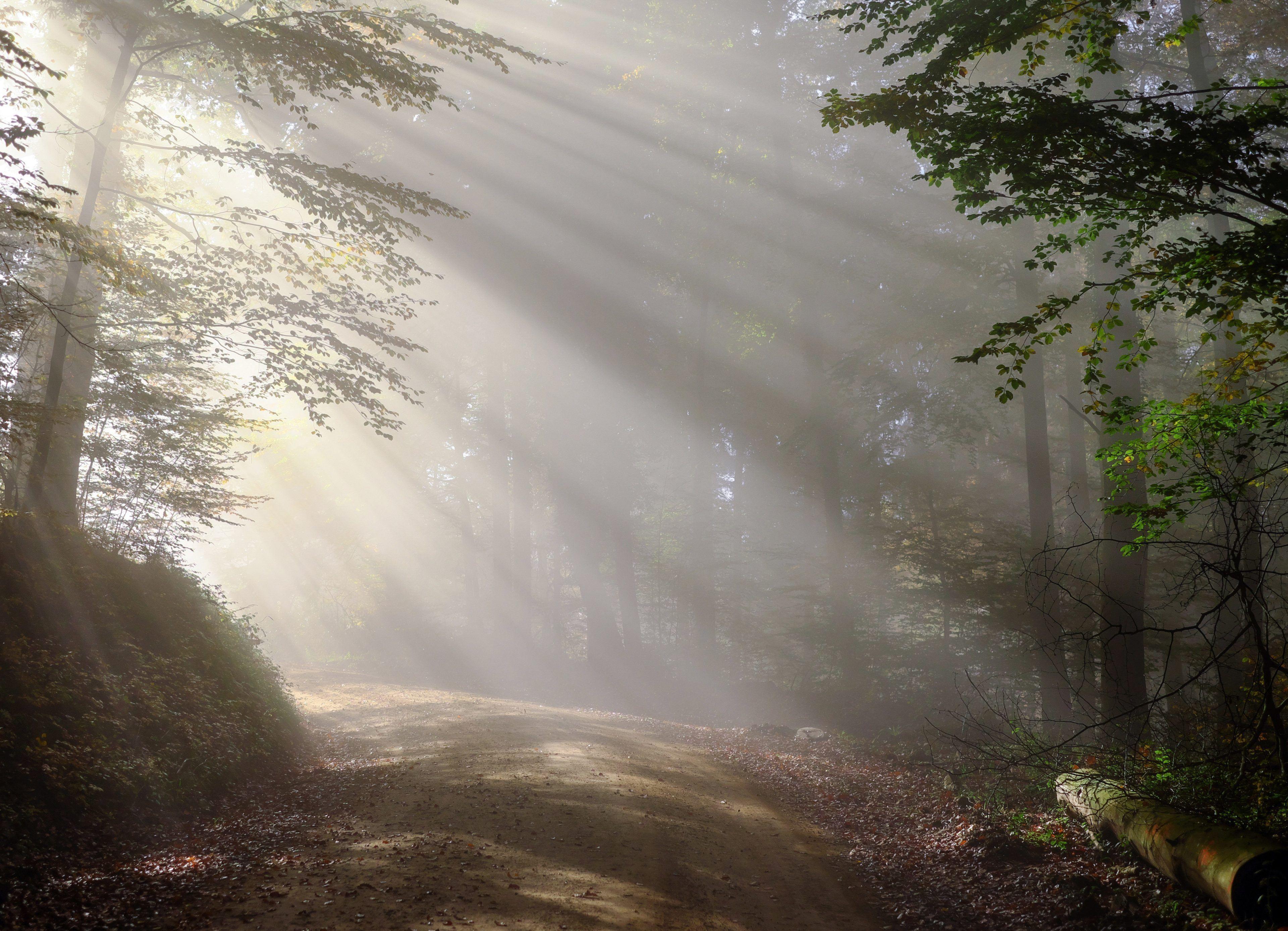 3840x2775 Early Morning Fog Wallpaper .