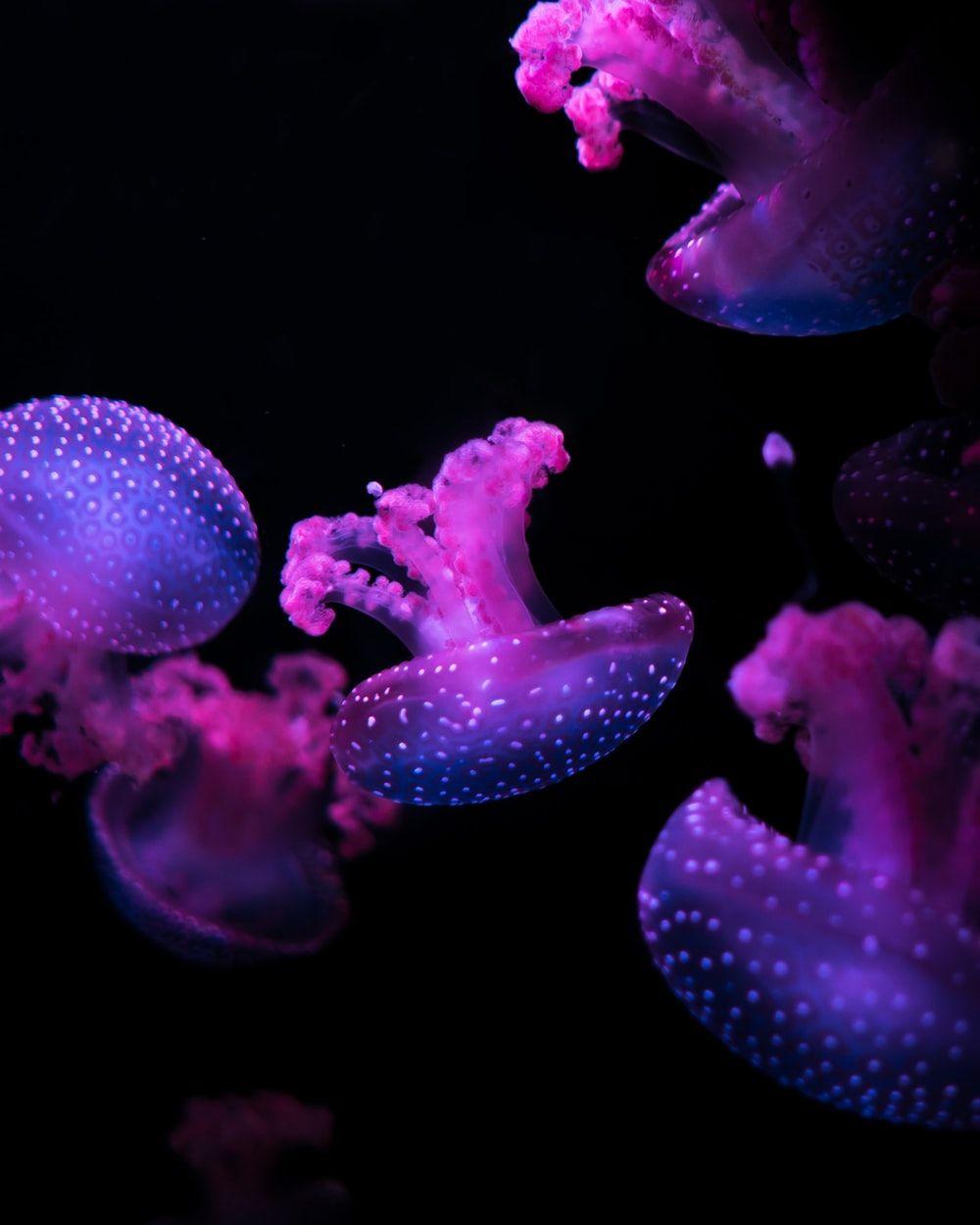 1000x1250 Purple Wallpaper: Free HD Download [HQ]