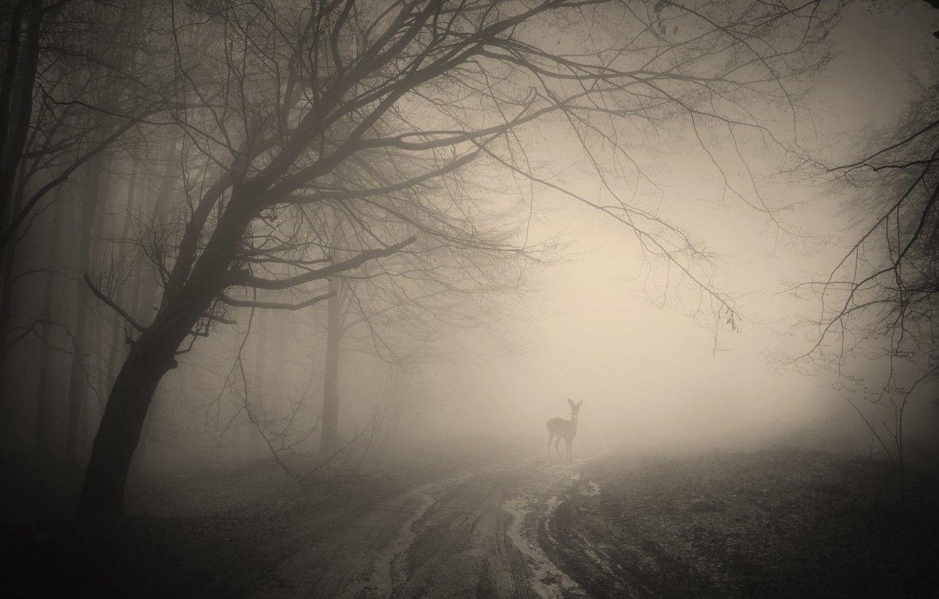 1332x850 Wallpaper forest, trees, landscape, nature, forest, deer, misty, trees, landscape, nature, deer, creepy, creepy, misty image for desktop, section пейзажи