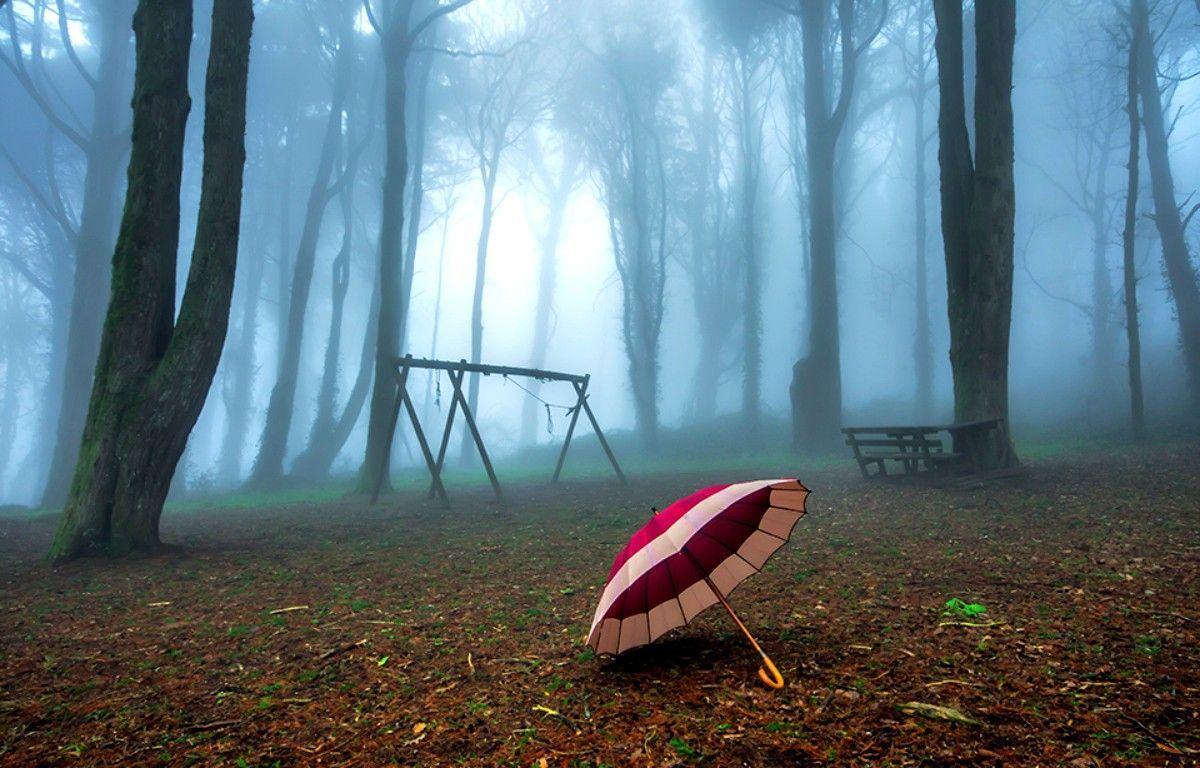 1200x768 Misty Forest Foggy Woods Fog Mist Trees Early Umbrella Morning Nature Wallpaper Full HD. World best photographer, Mists, Beautiful forest